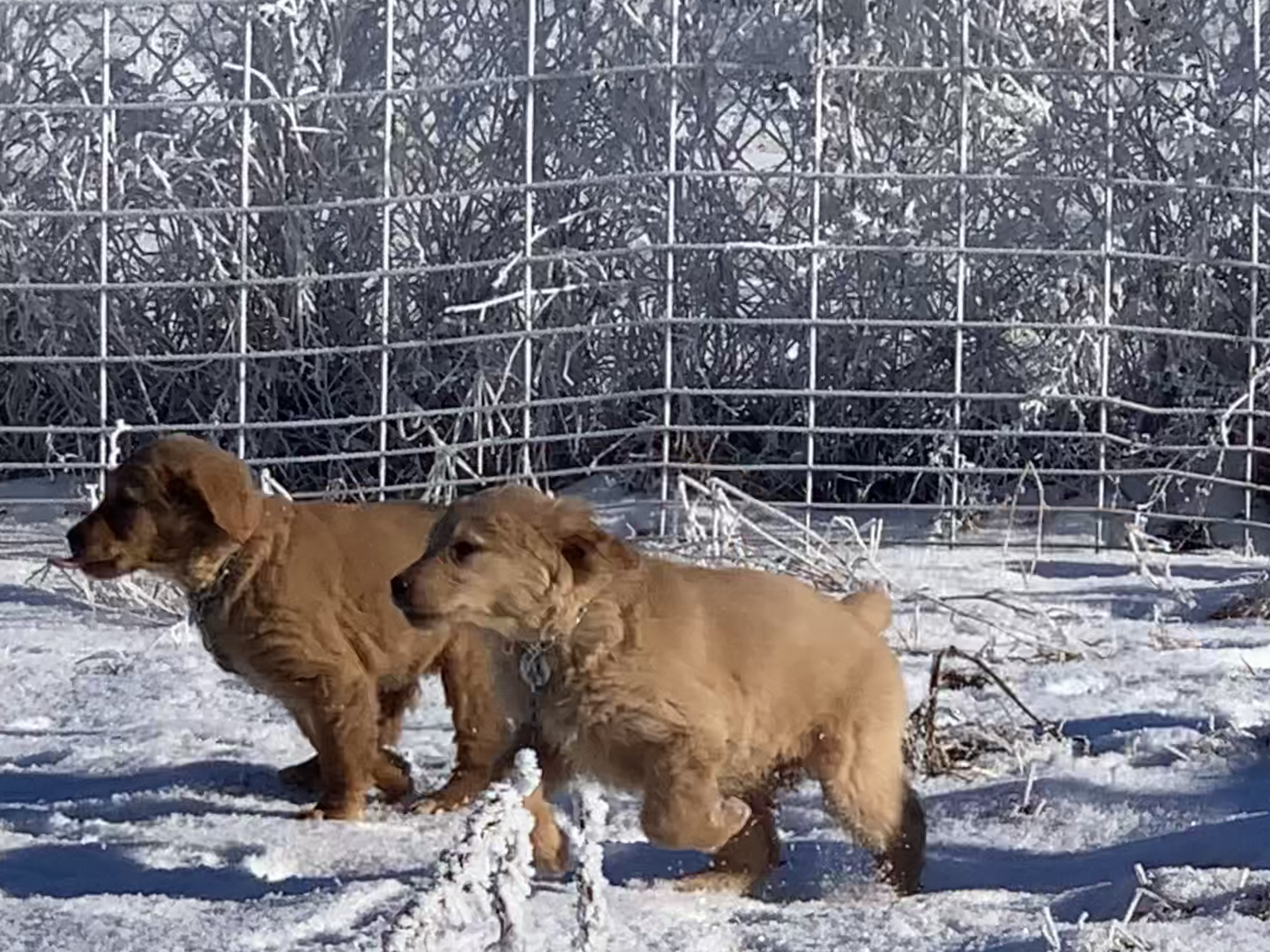 two golden retriever puppies running