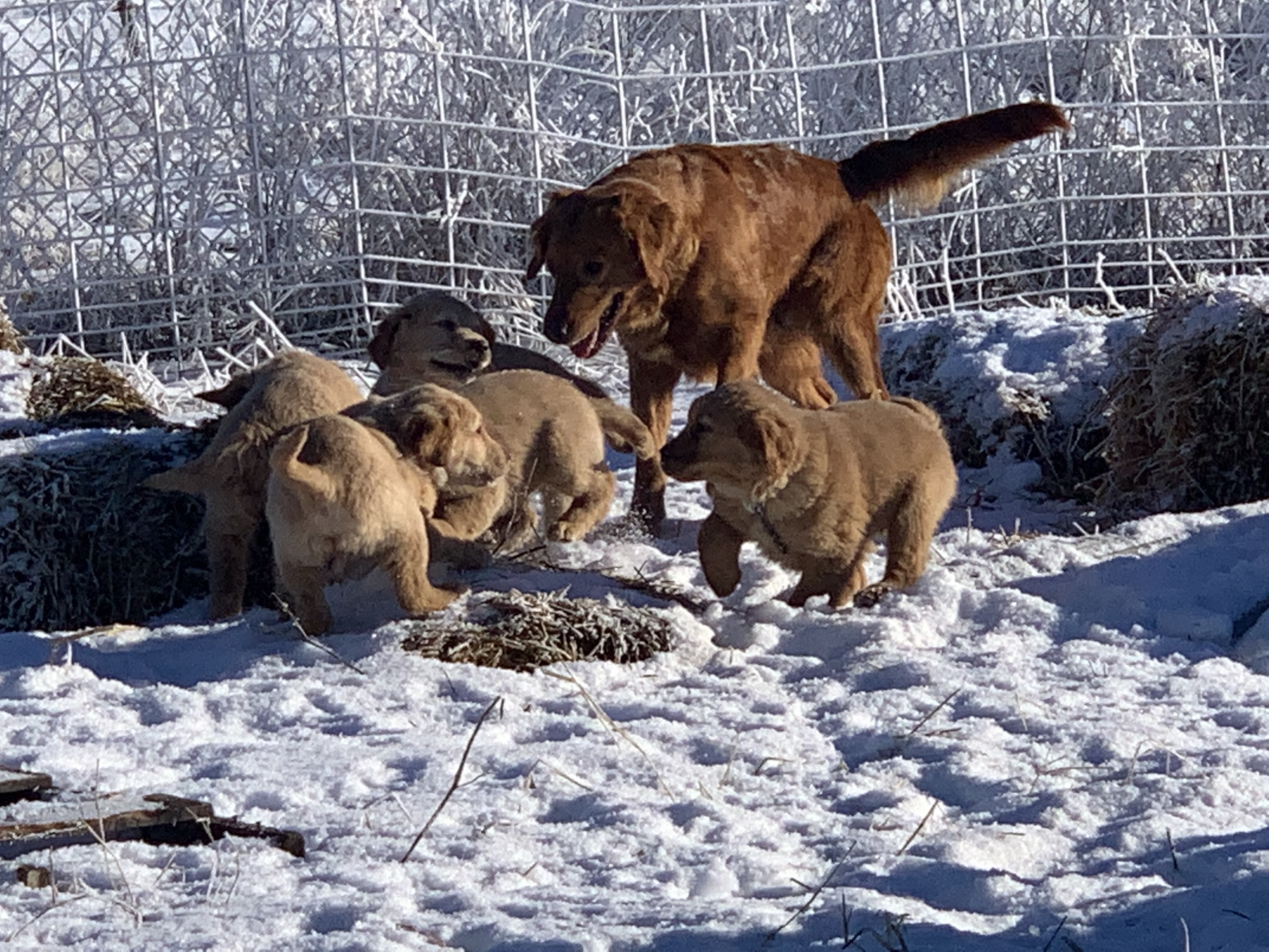 five golden retriever puppies with their mother playing