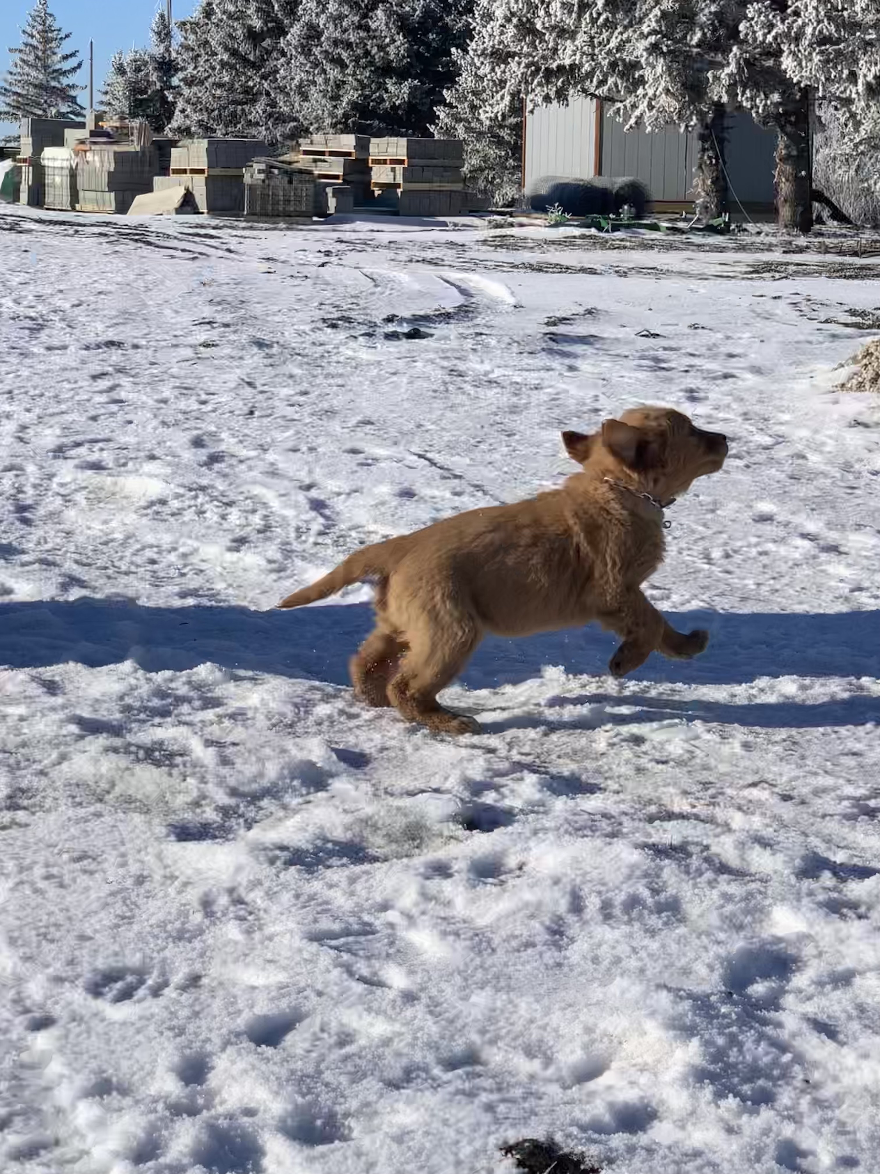 one golden retriever puppie jumping in the air with his front two paws off the ground