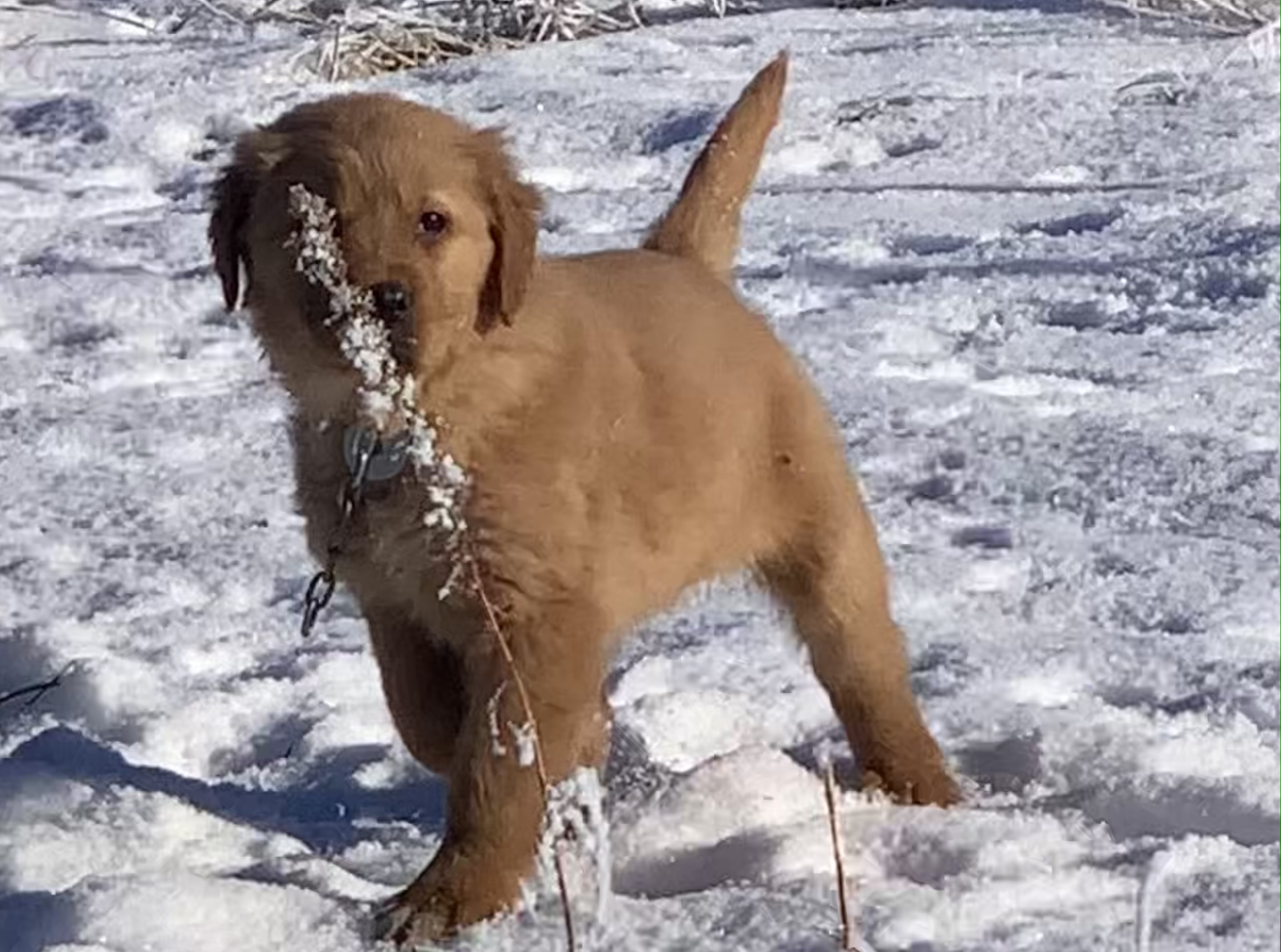 onw golden retriever puppie behind tall grass