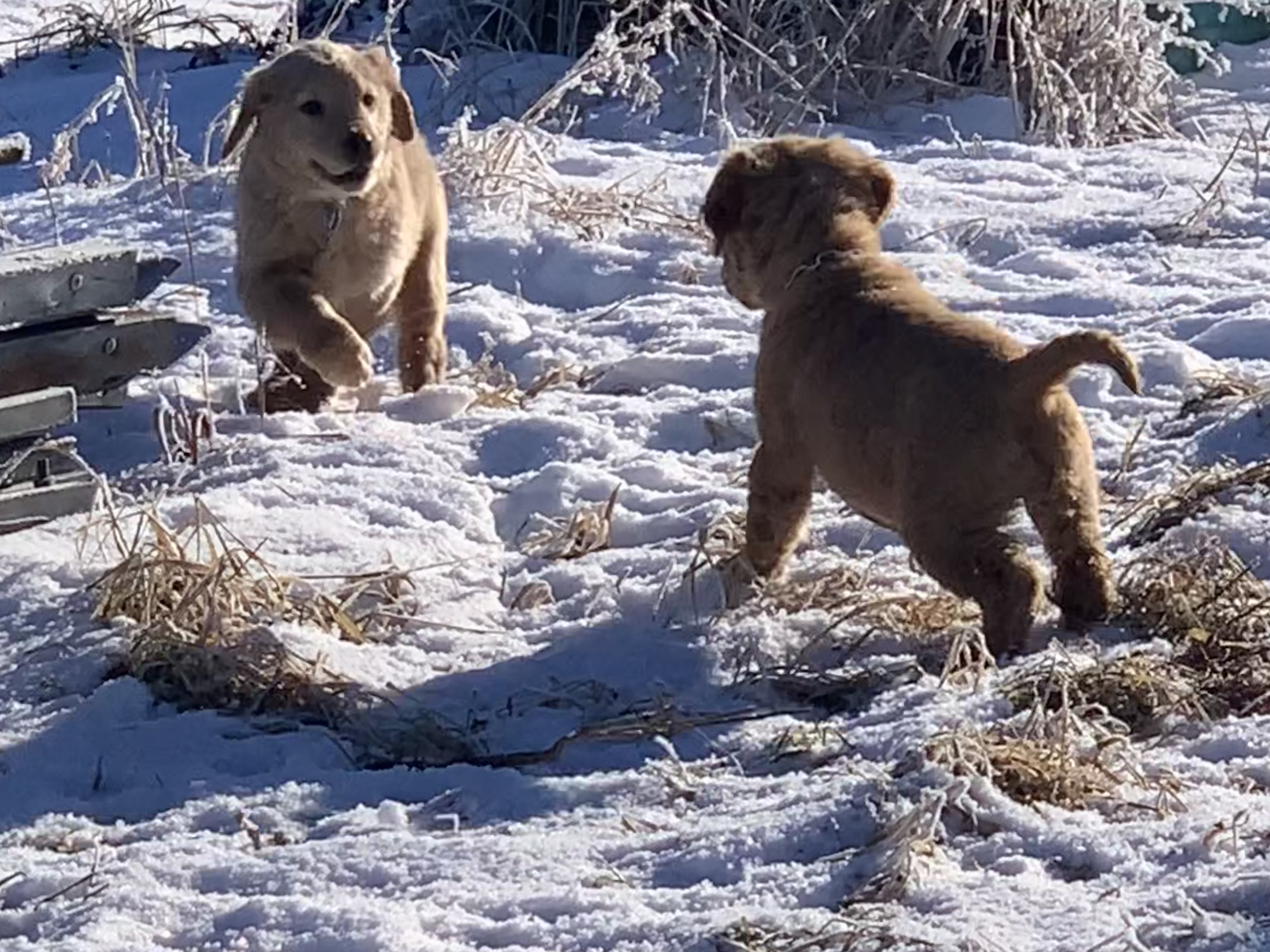 two golden retriever puppies running towards eachother