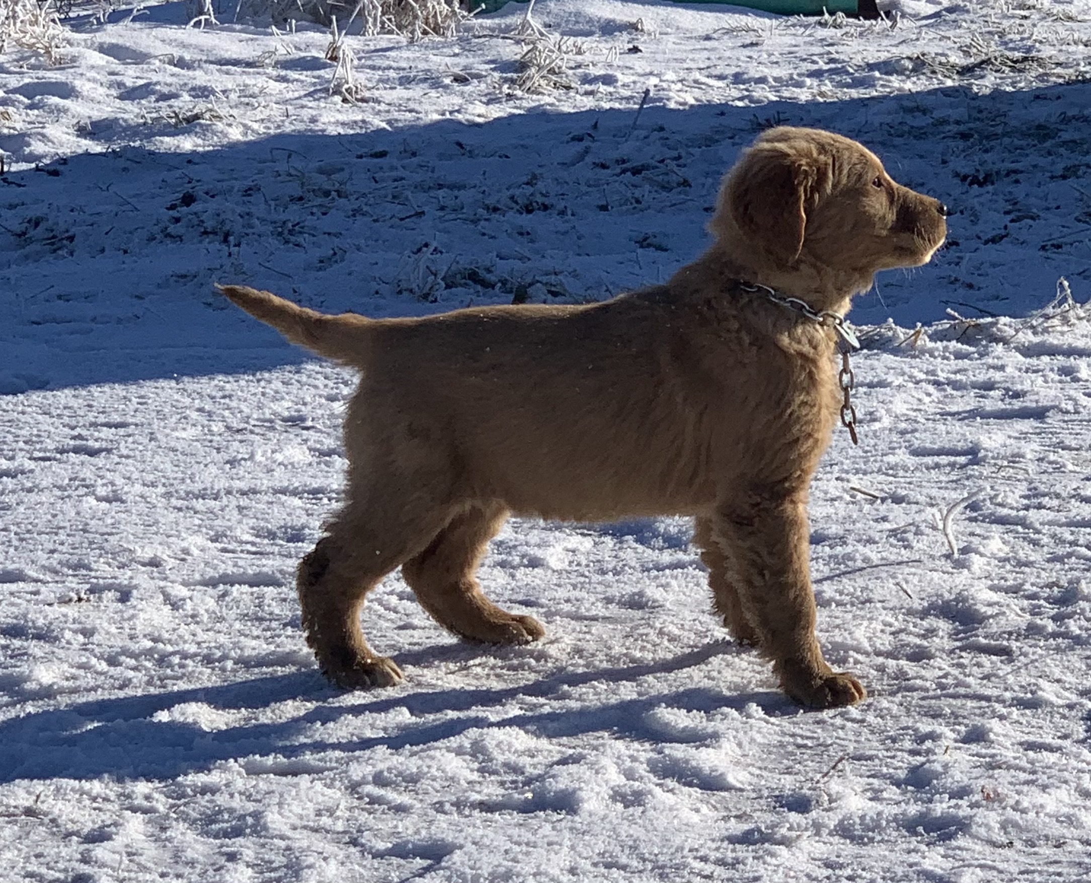 Side view of the golden retriever puppie's figure and structure