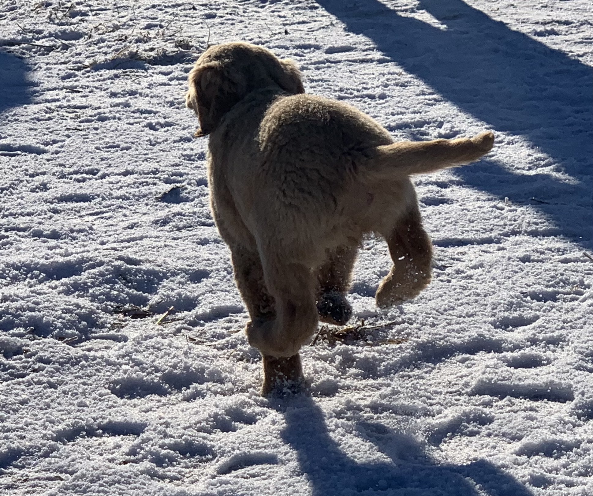 one golden retriever puppie running with his backpaws comming off the ground