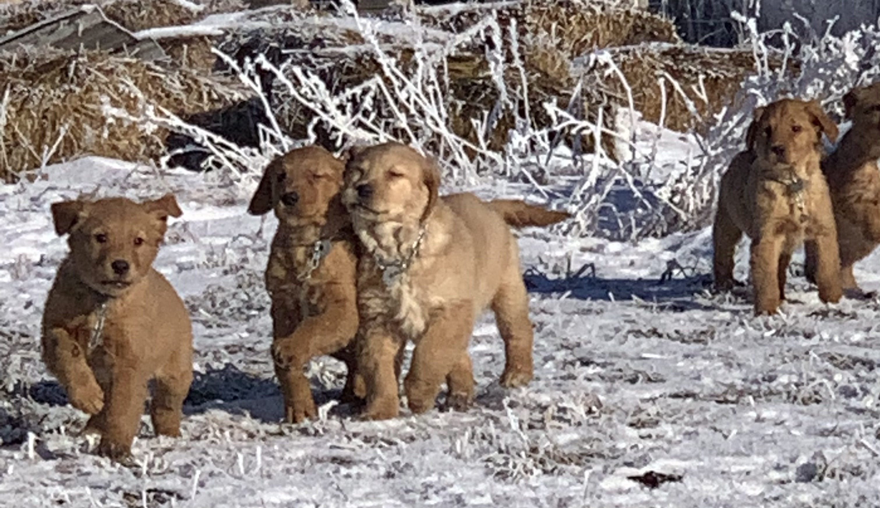 two golden retriever puppies touching face together as they walk and one golden retriever puppie running in front of them and two golden retriever puppies watching them