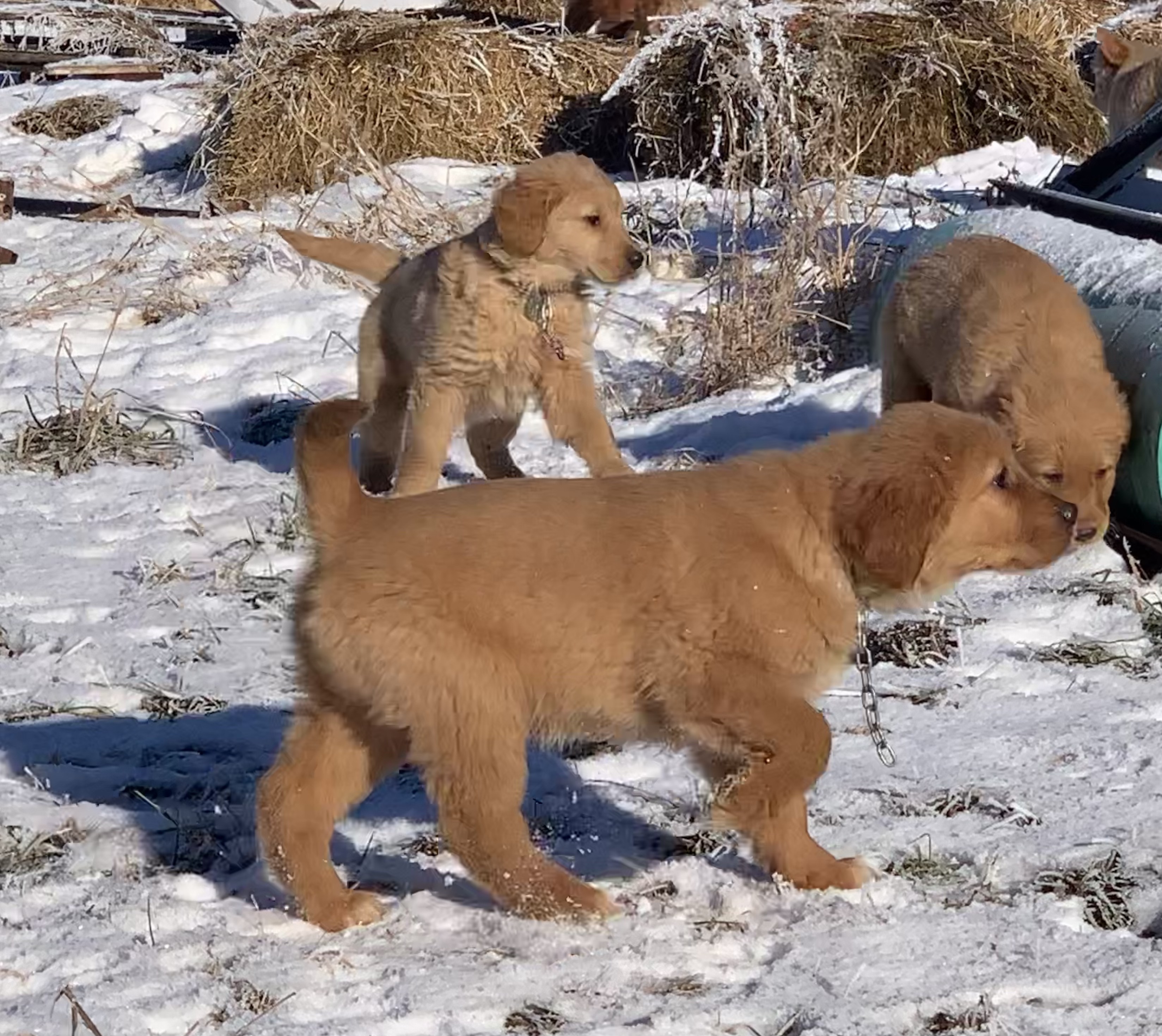 three golden retriever puppies searching and smeeling the ground