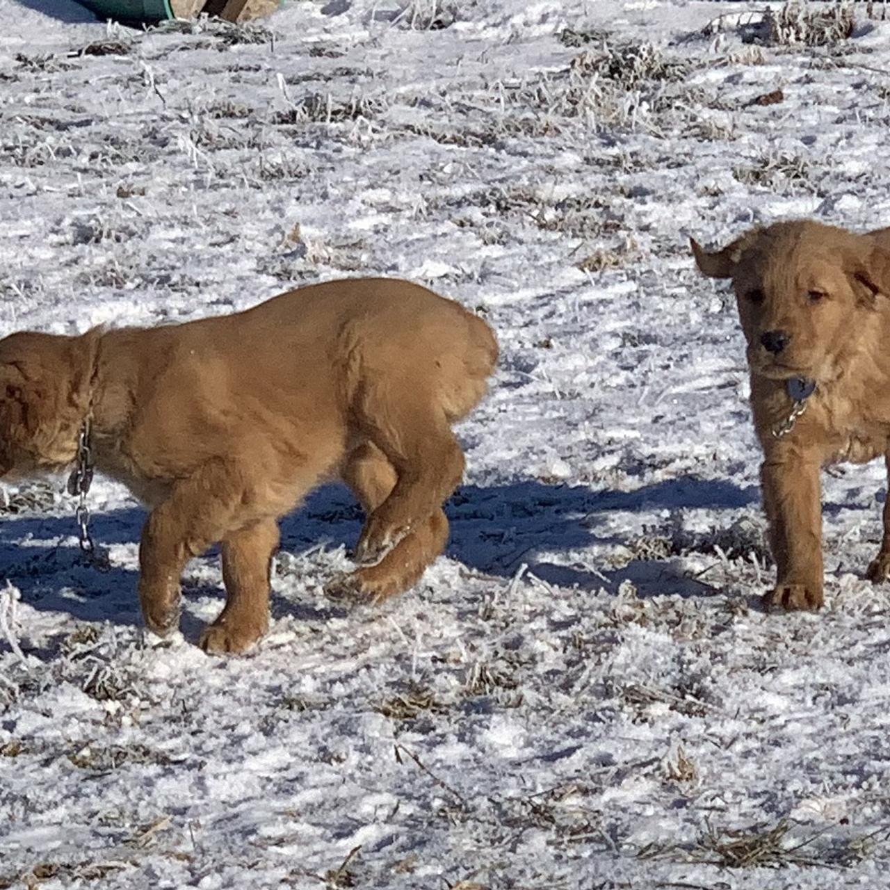 Two Golden Retriever puppies walking together across a snowy yard