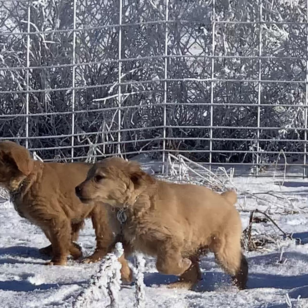 Two Golden Retriever puppies standing side by side in the snow