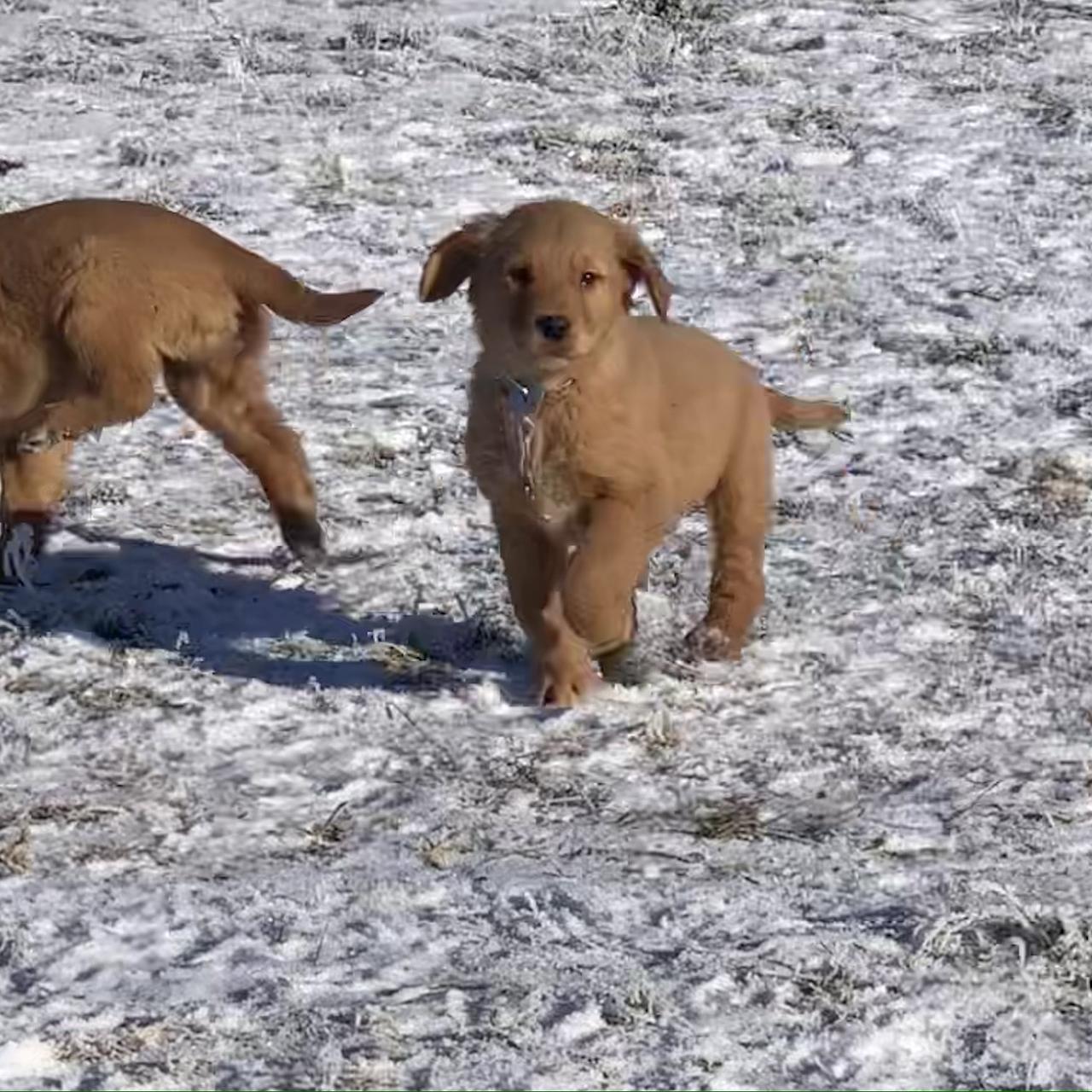A Golden Retriever puppy trotting toward the camera on a snowy path
