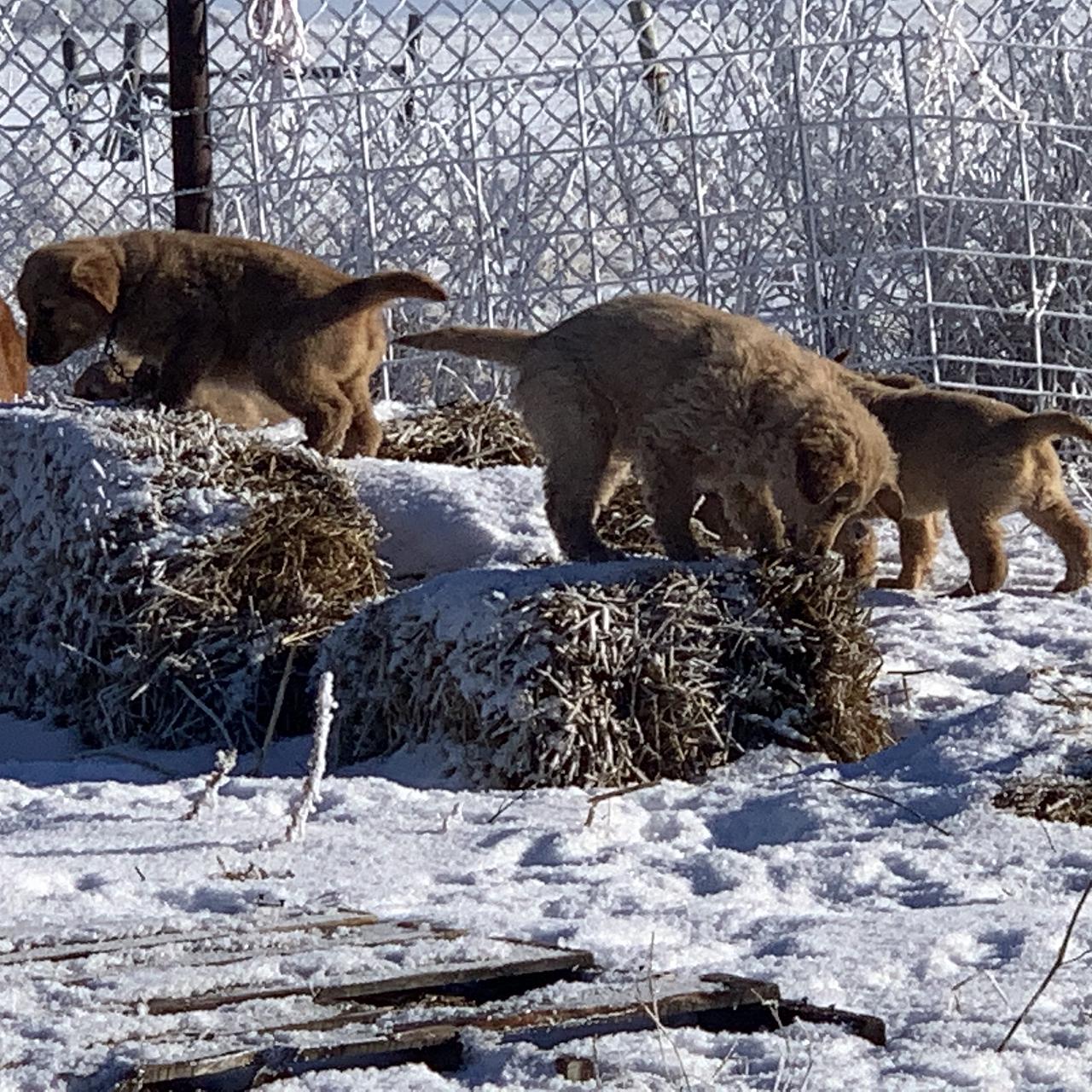 Golden Retriever puppies exploring straw bales in a winter yard