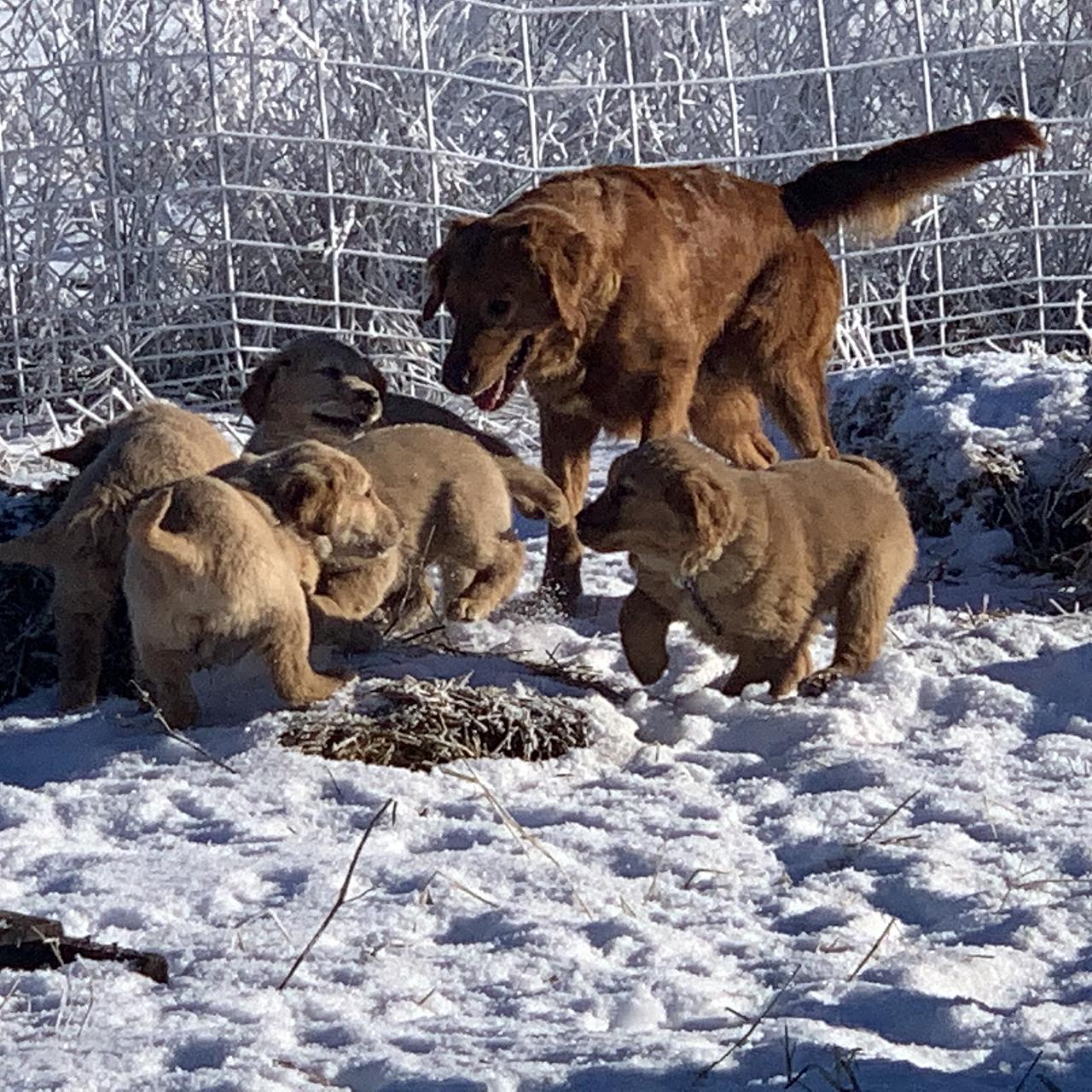 A group of Golden Retriever puppies playing together beside straw bales in the snow