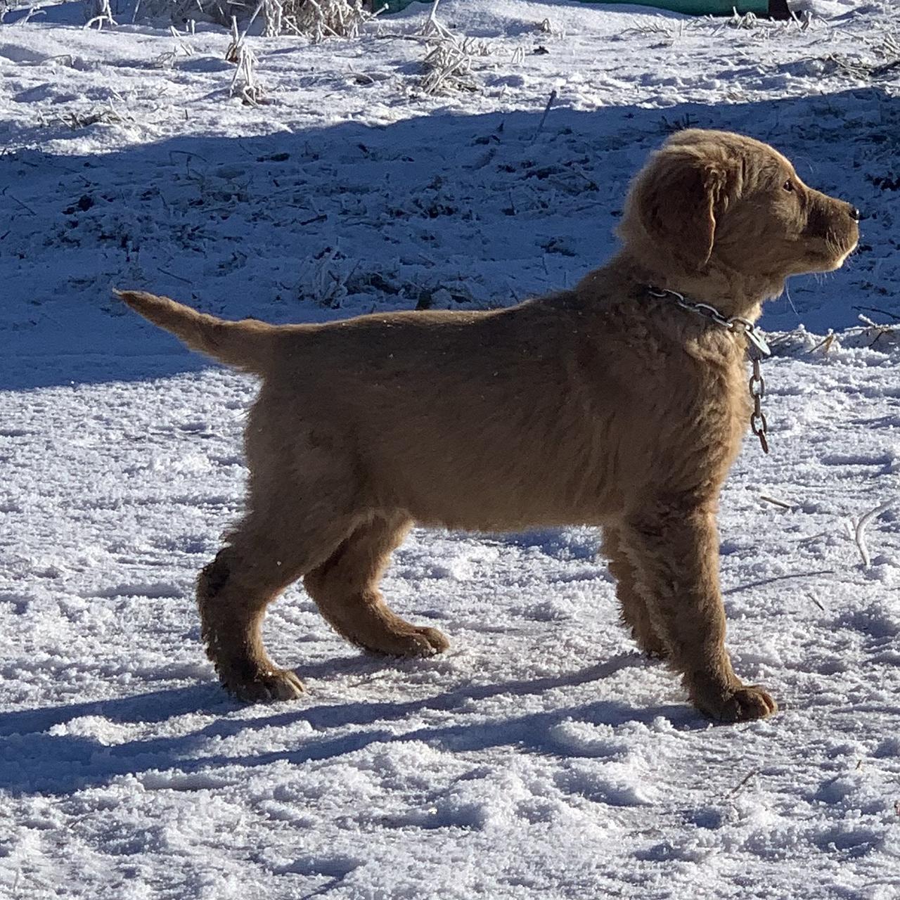 A Golden Retriever puppy walking in profile through bright winter snow