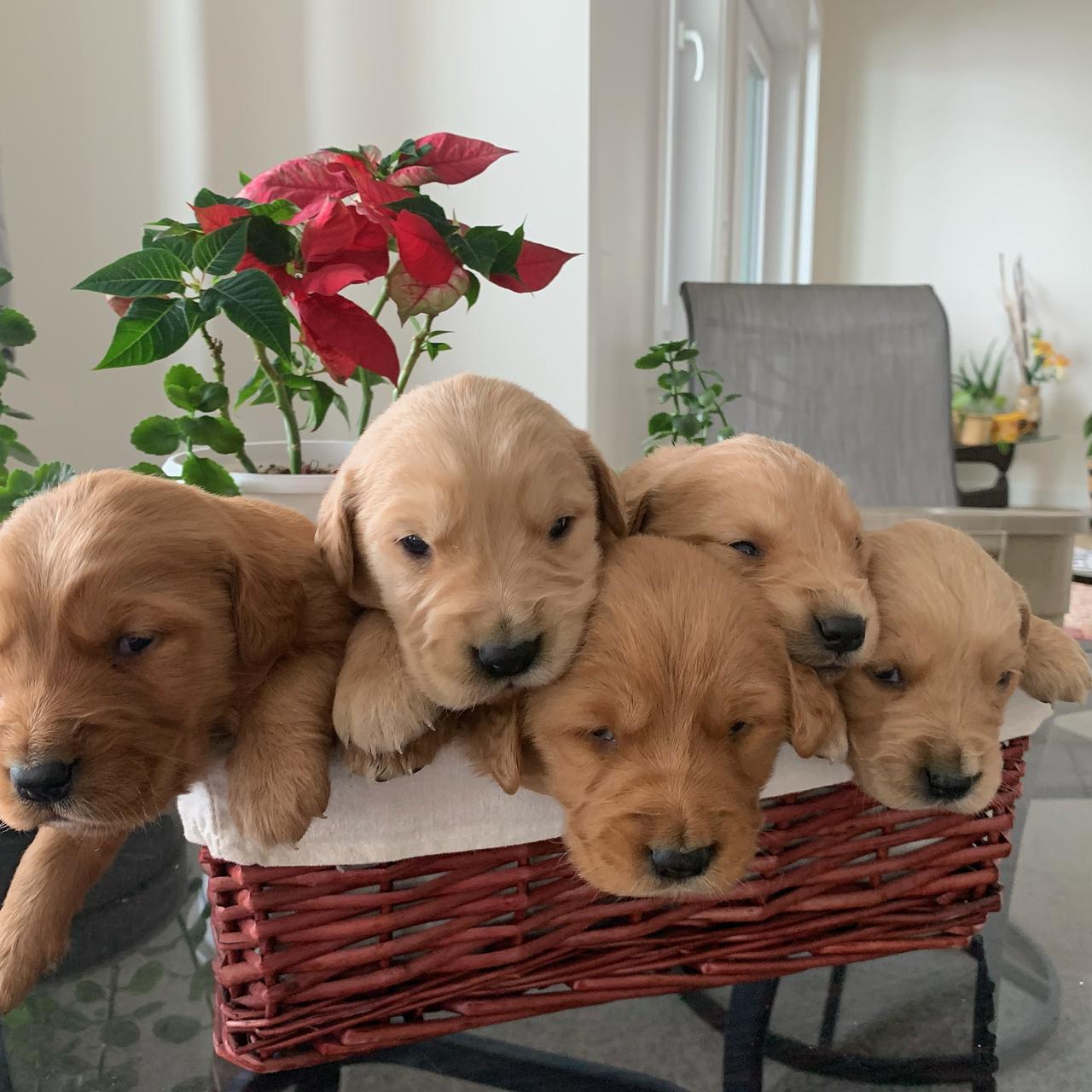 Five young Golden Retriever puppies nestled together in a woven basket