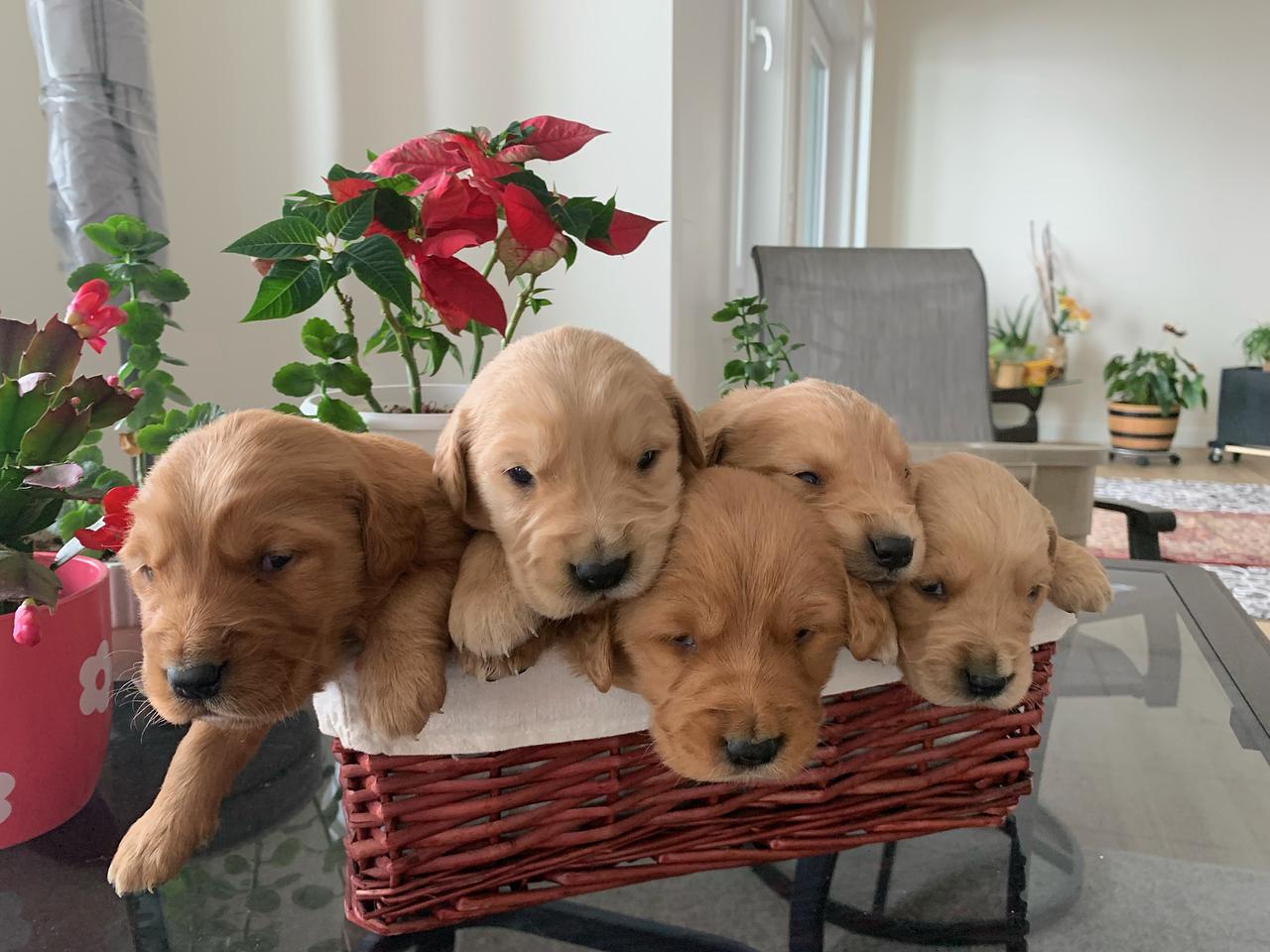 Five young Golden Retriever puppies nestled together in a woven basket