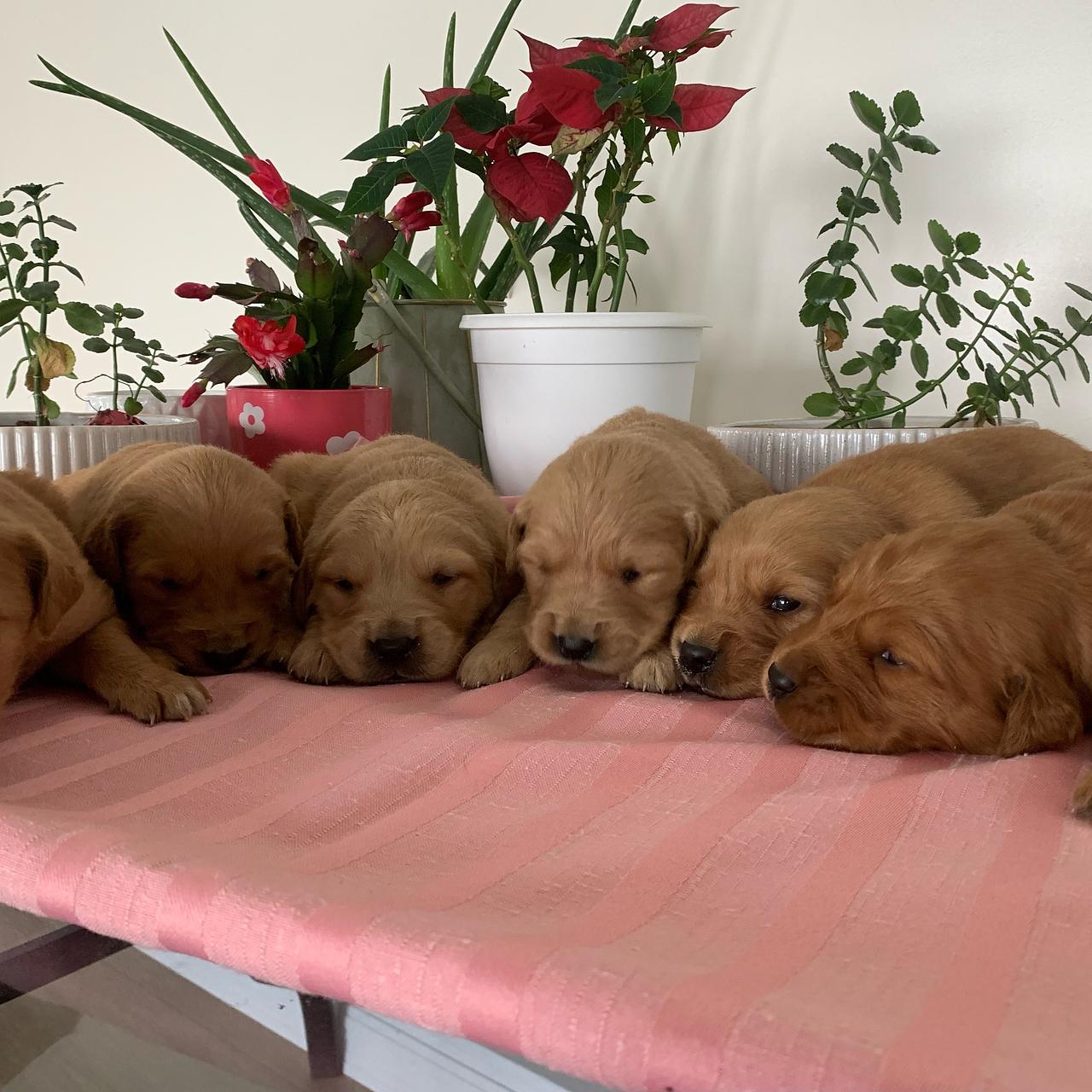 A litter of Golden Retriever puppies resting together on a soft blanket