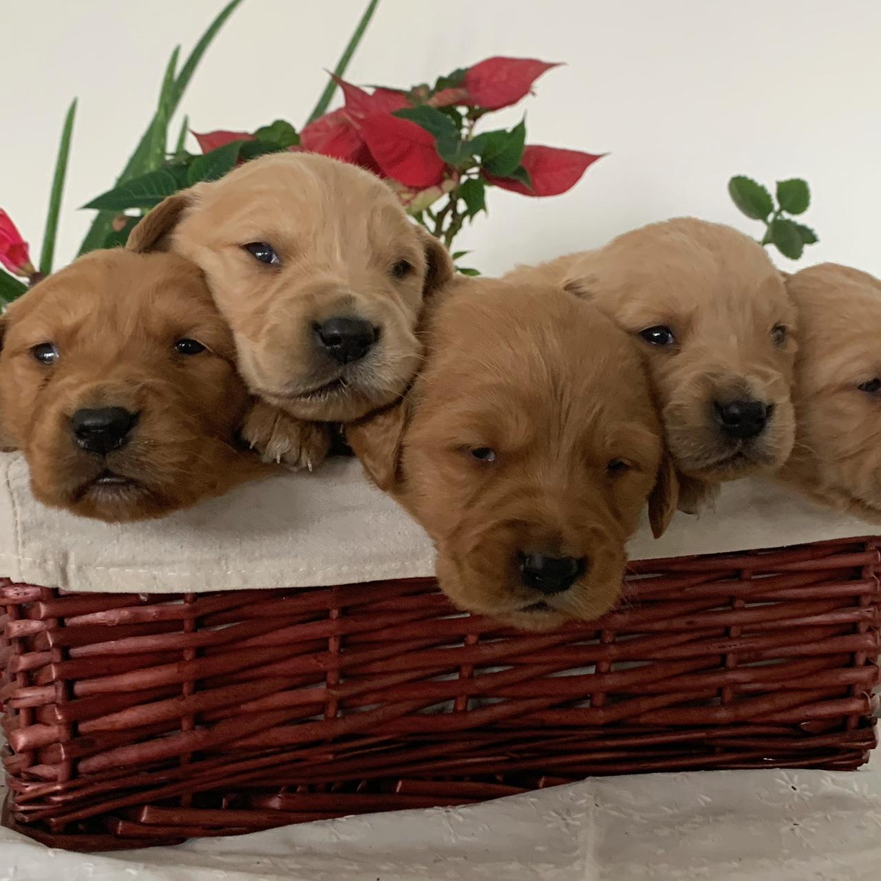 Six Golden Retriever puppies peeking over the edge of a woven basket