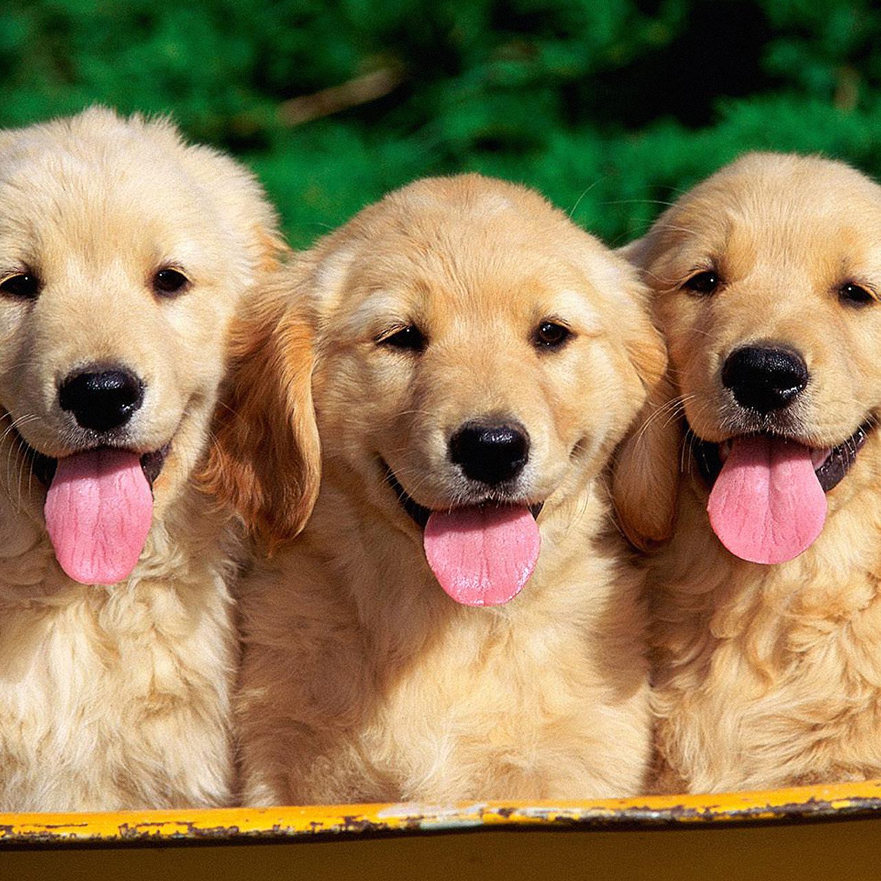 Five Golden Retriever puppies resting together in a red woven basket