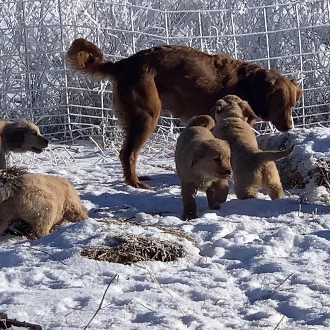 A Golden Retriever puppy exploring a snowy yard