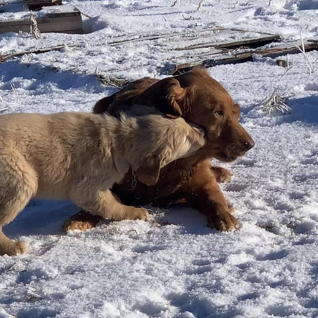 Golden Retriever puppies together outdoors on a bright winter day