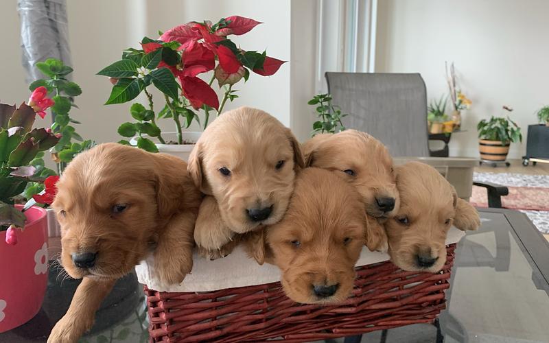 Preparing Your Home for a Golden Retriever Puppy