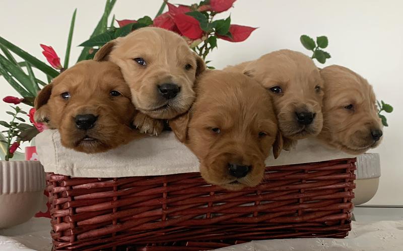 What to Expect During the Golden Age Kennel Adoption Process