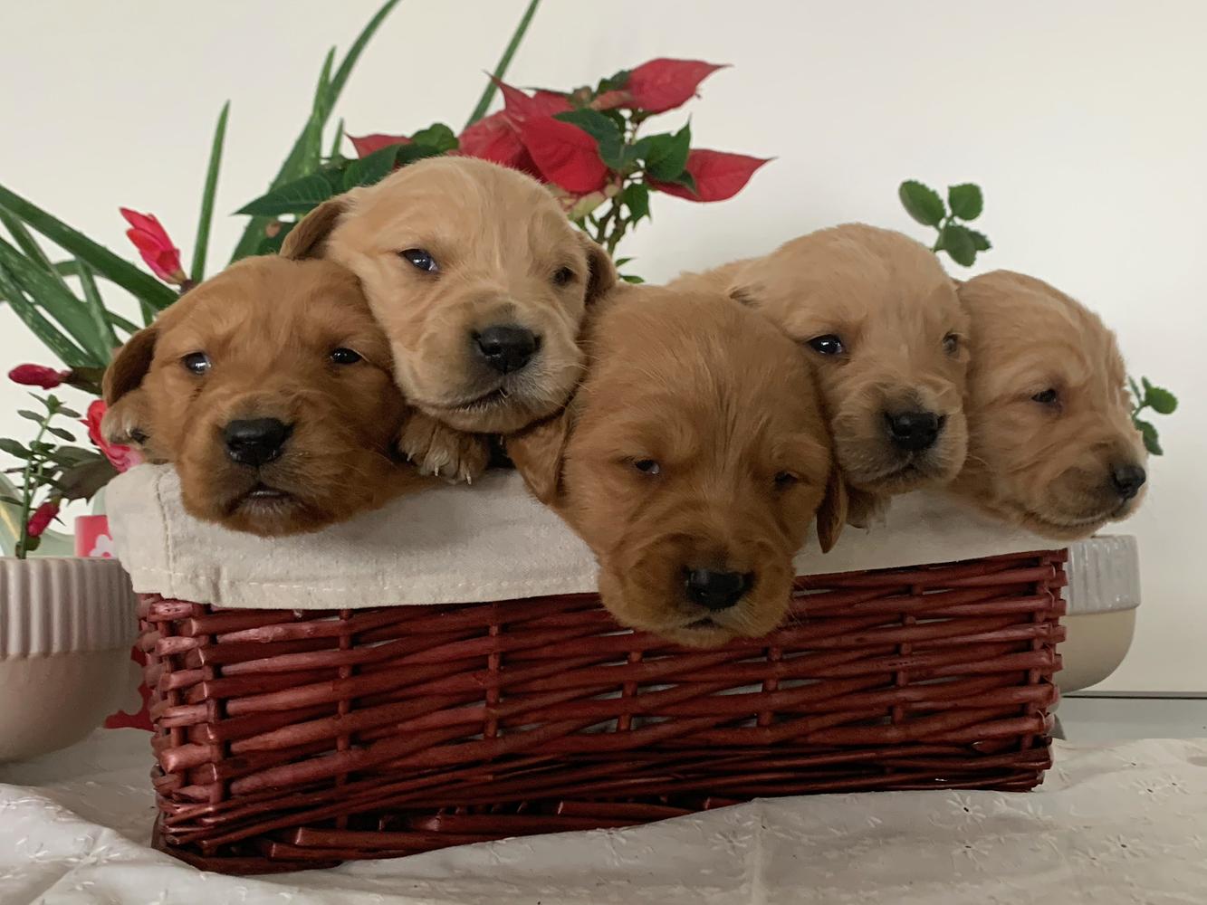 What to Expect During the Golden Age Kennel Adoption Process