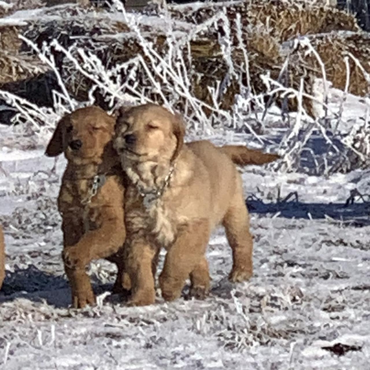 Three Golden Retriever puppies gathered together in a snowy yard