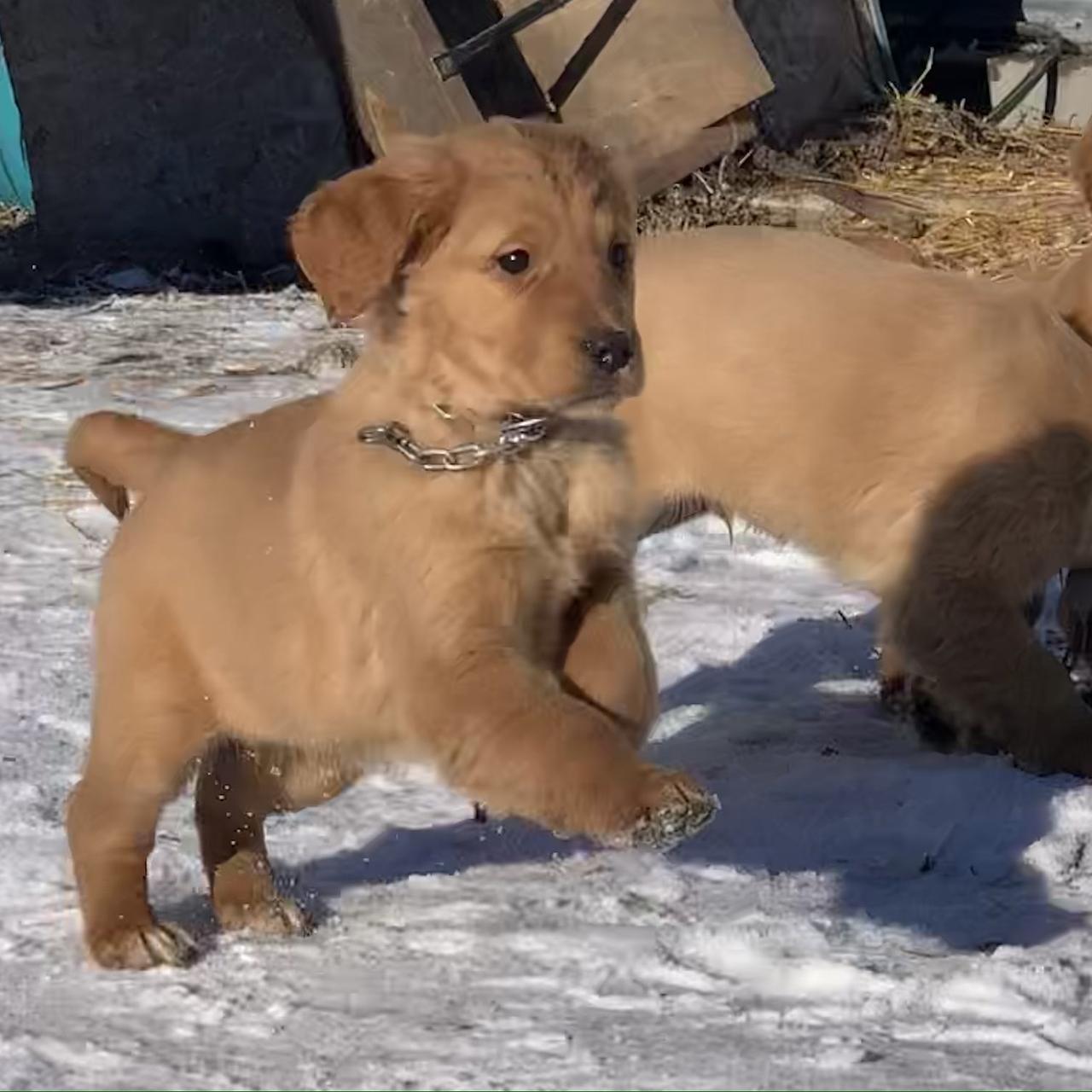 Golden Retriever puppies playing together on a winter afternoon