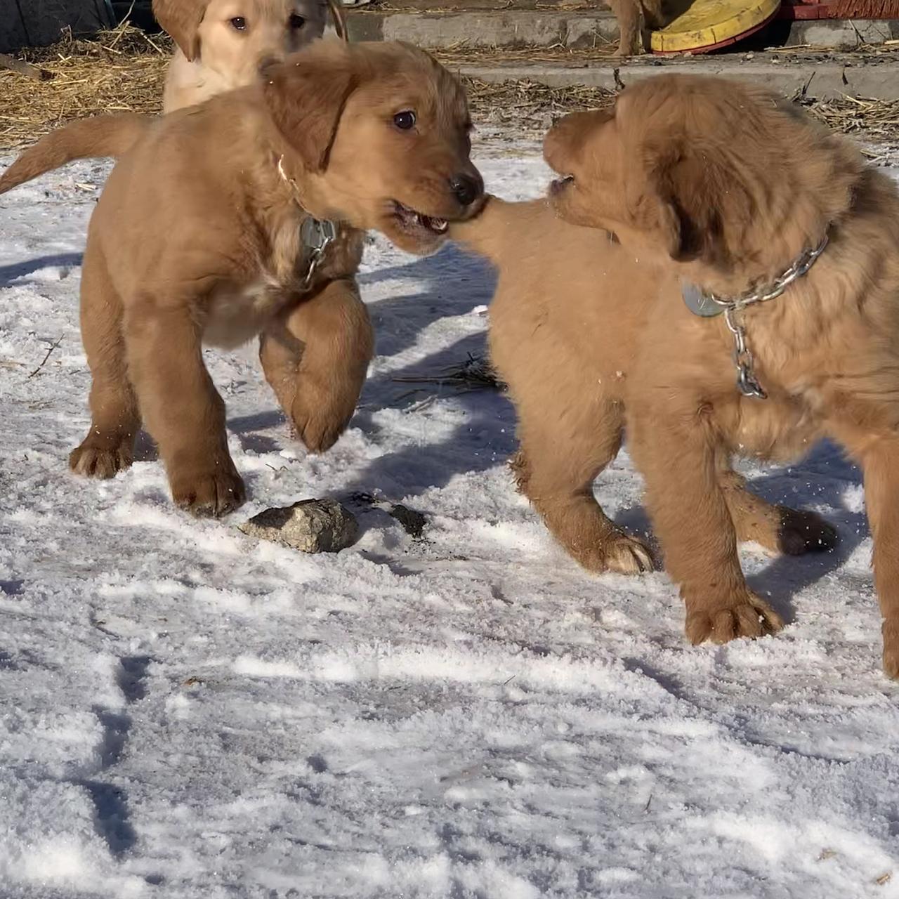 Two Golden Retriever puppies greeting each other while playing in the snow