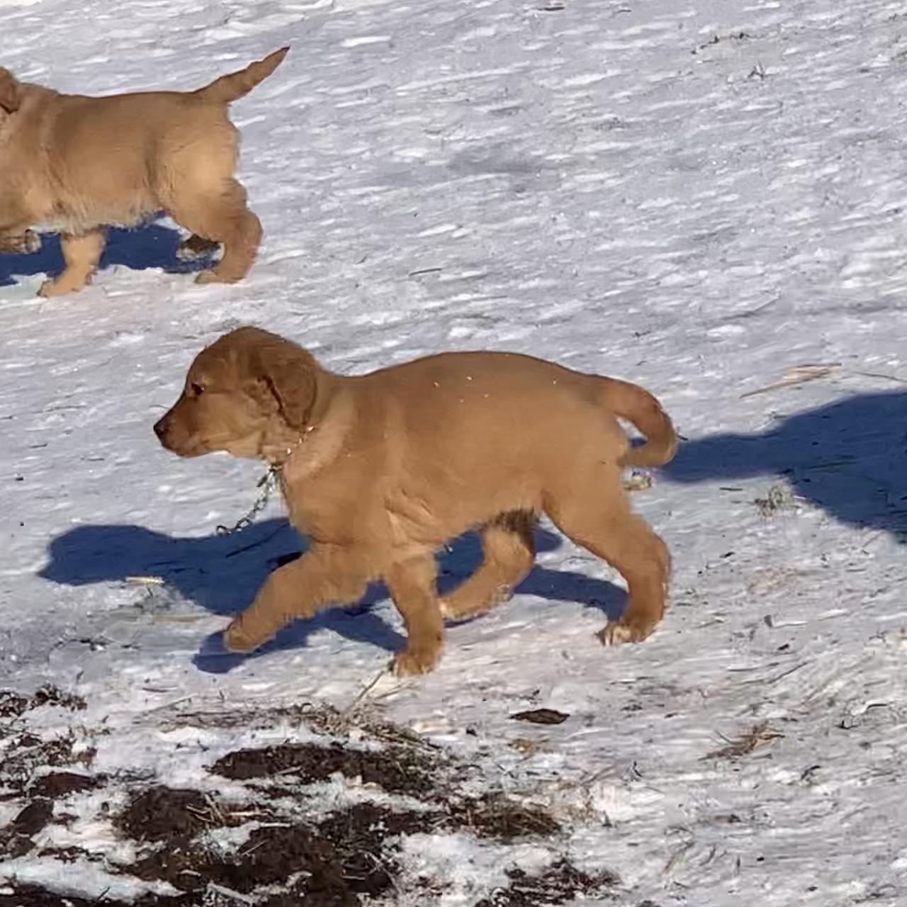 A Golden Retriever puppy playing outdoors in fresh winter snow