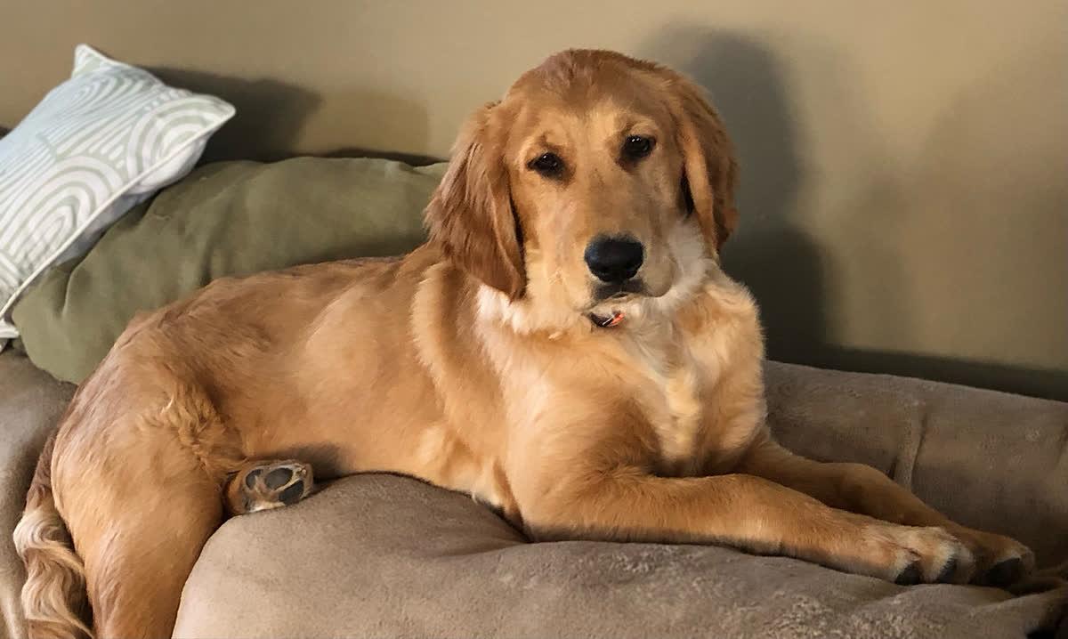 Frannie, a Golden Age Kennel adopted star