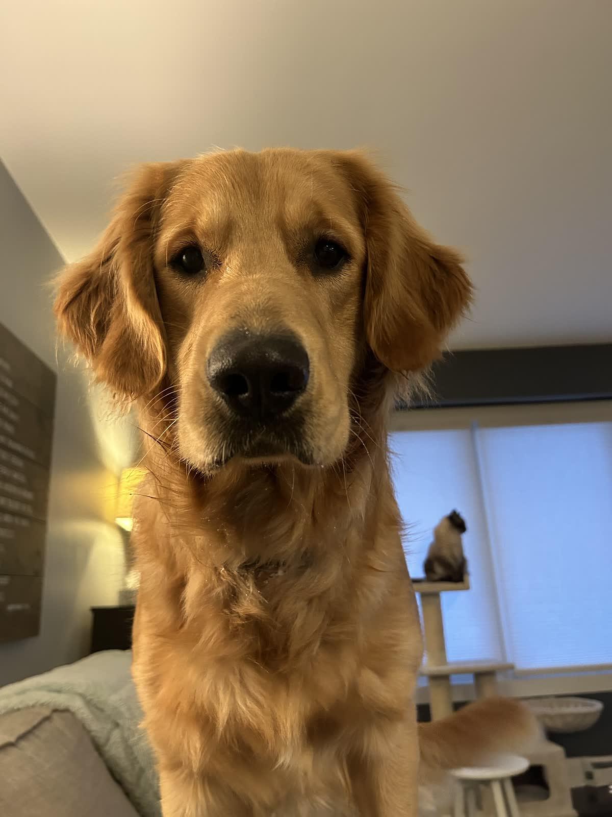 Maverick, a Golden Age Kennel adopted star