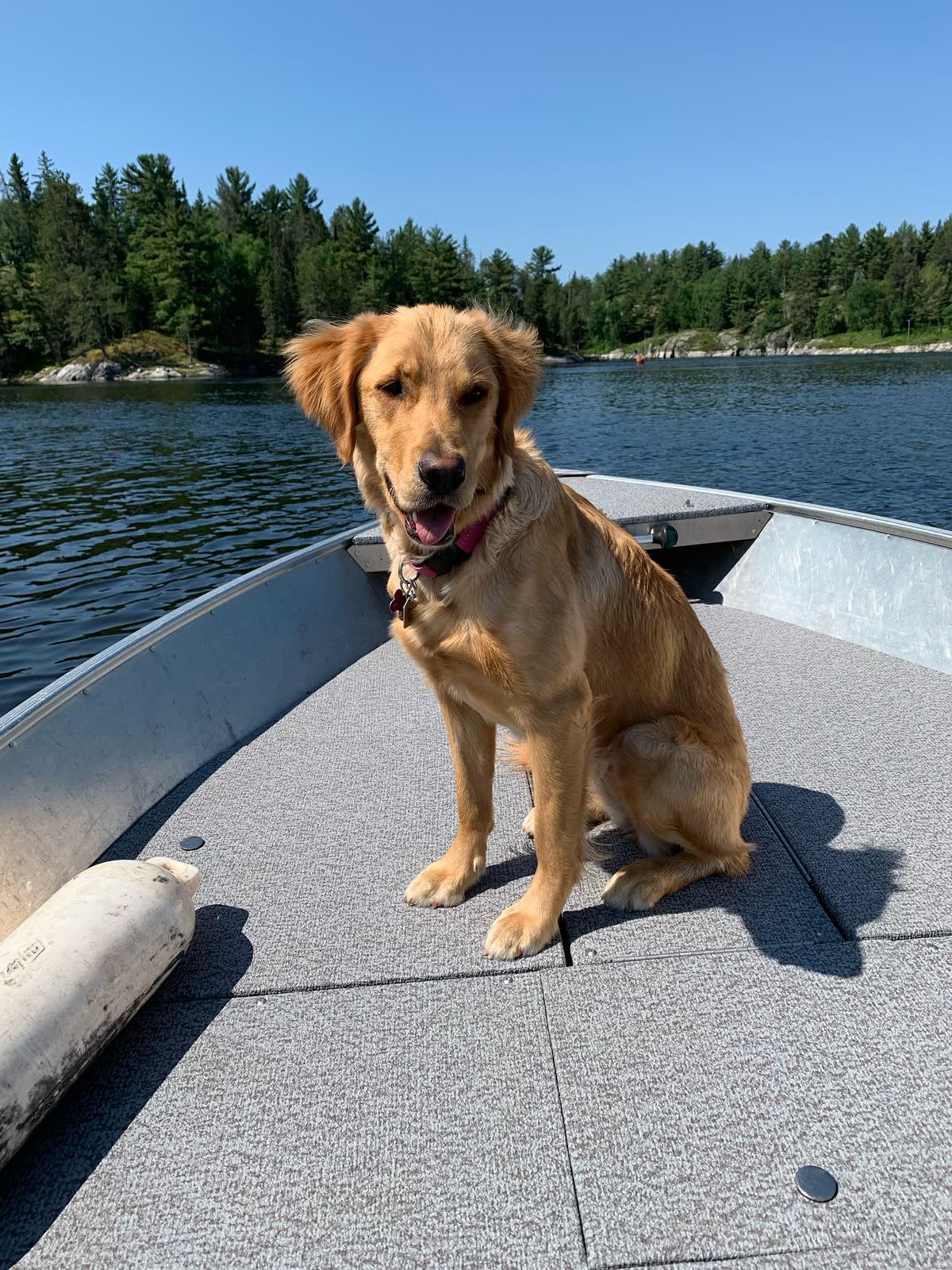 Nikki, a Golden Age Kennel adopted star