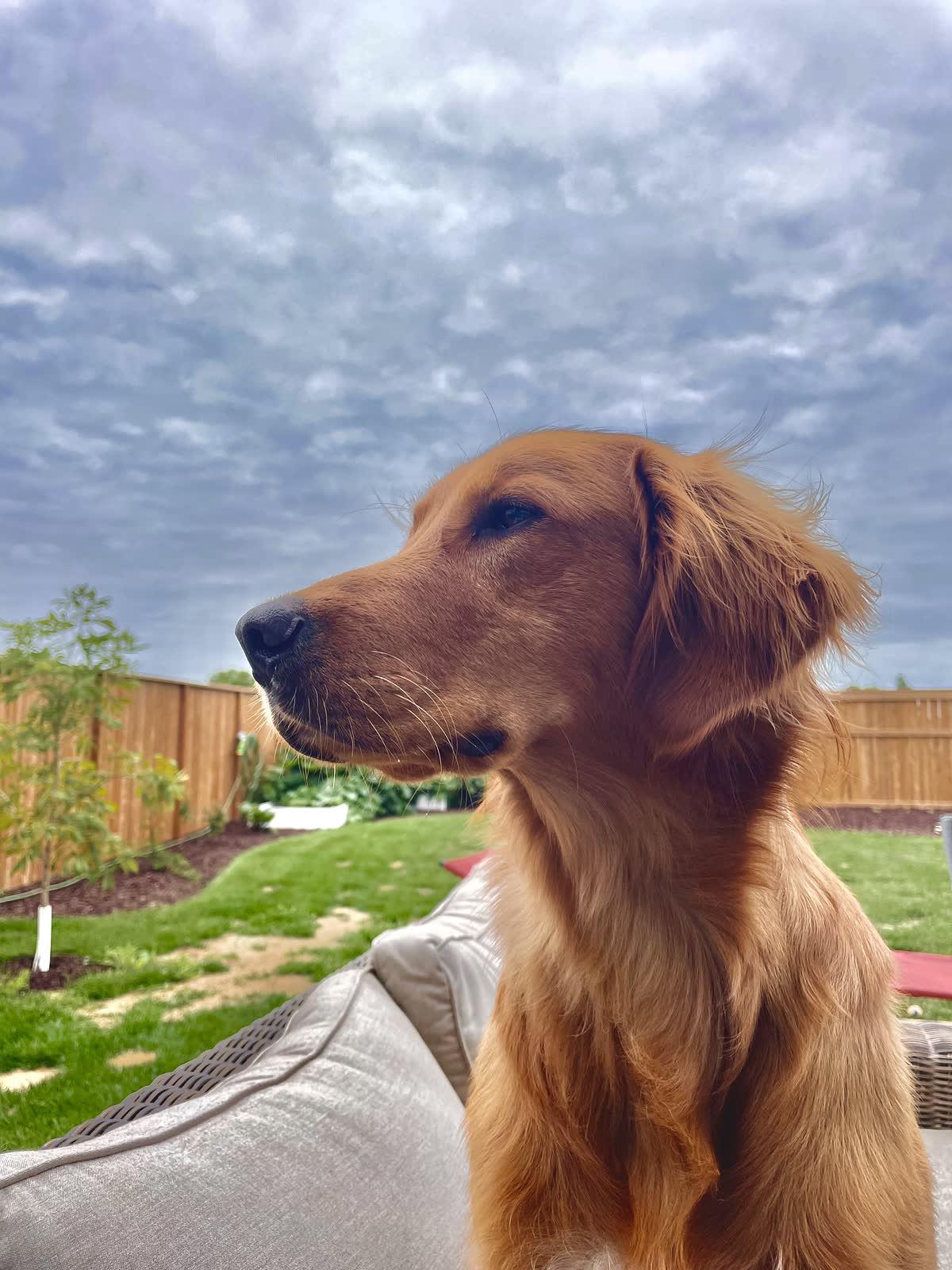 Ollie, a Golden Age Kennel adopted star