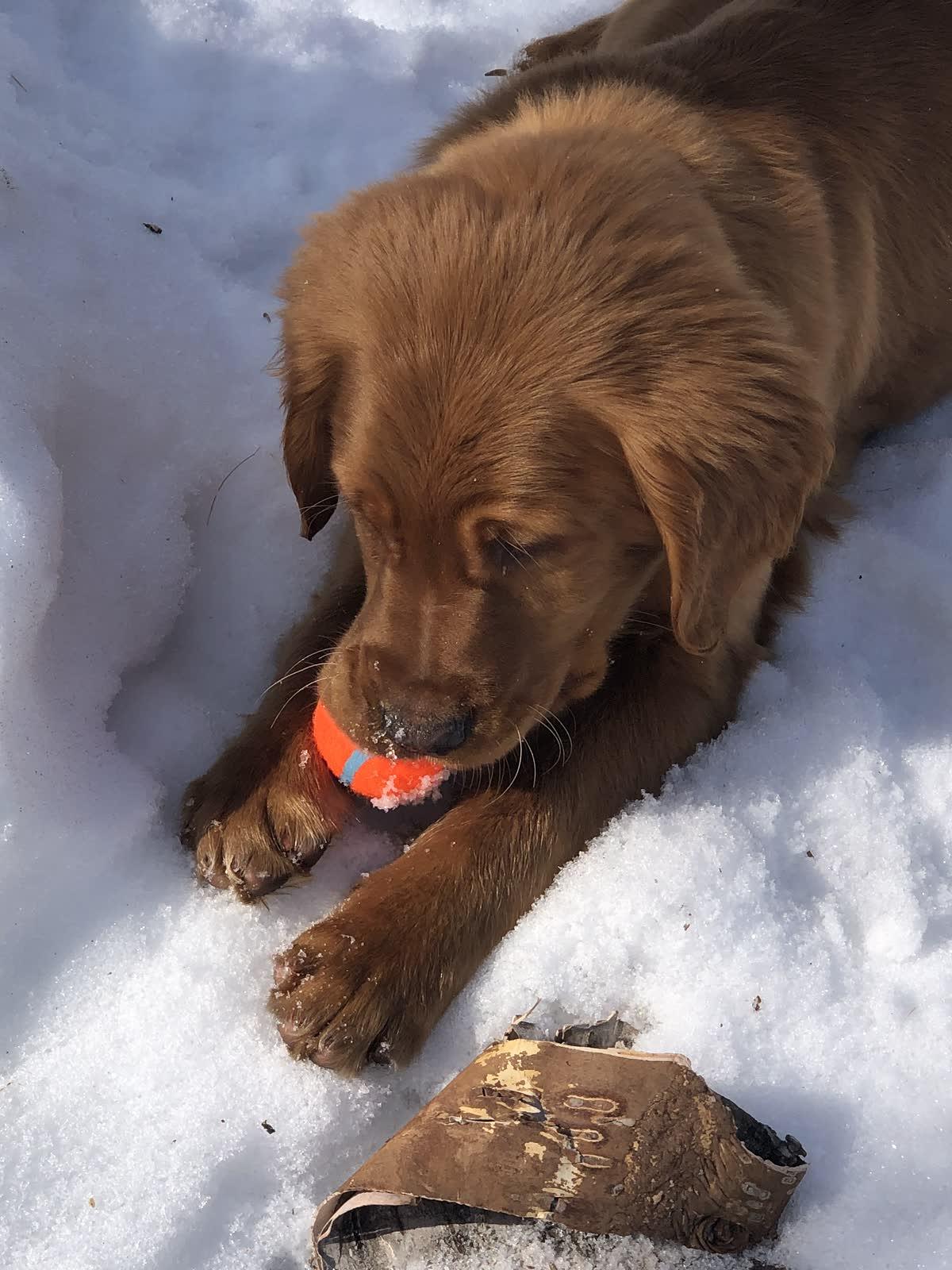 Sage, a Golden Age Kennel adopted star