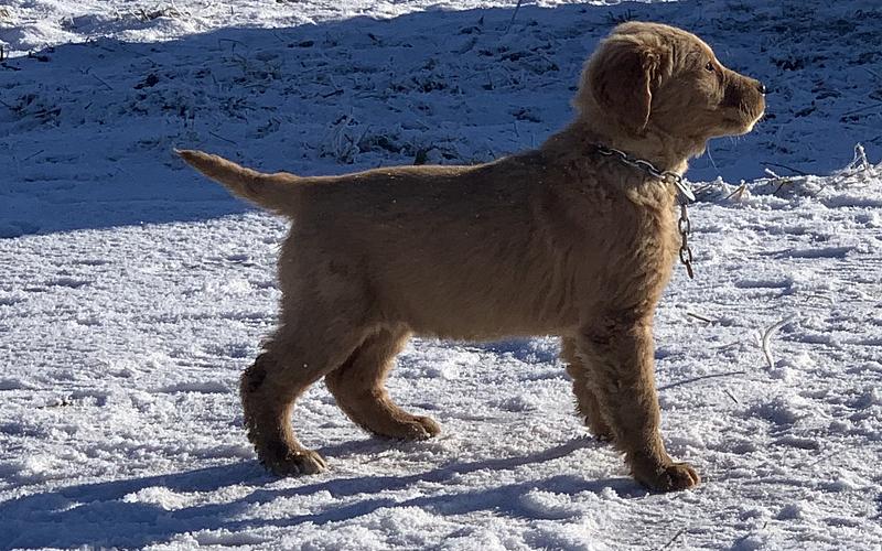 Choosing a Golden Retriever for Your Lifestyle