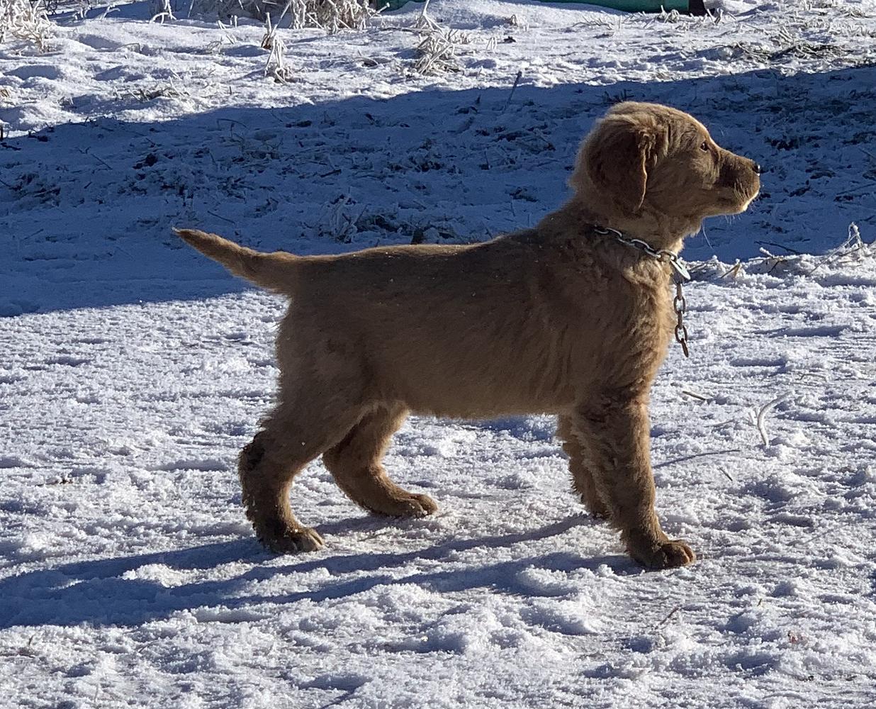 Choosing a Golden Retriever for Your Lifestyle