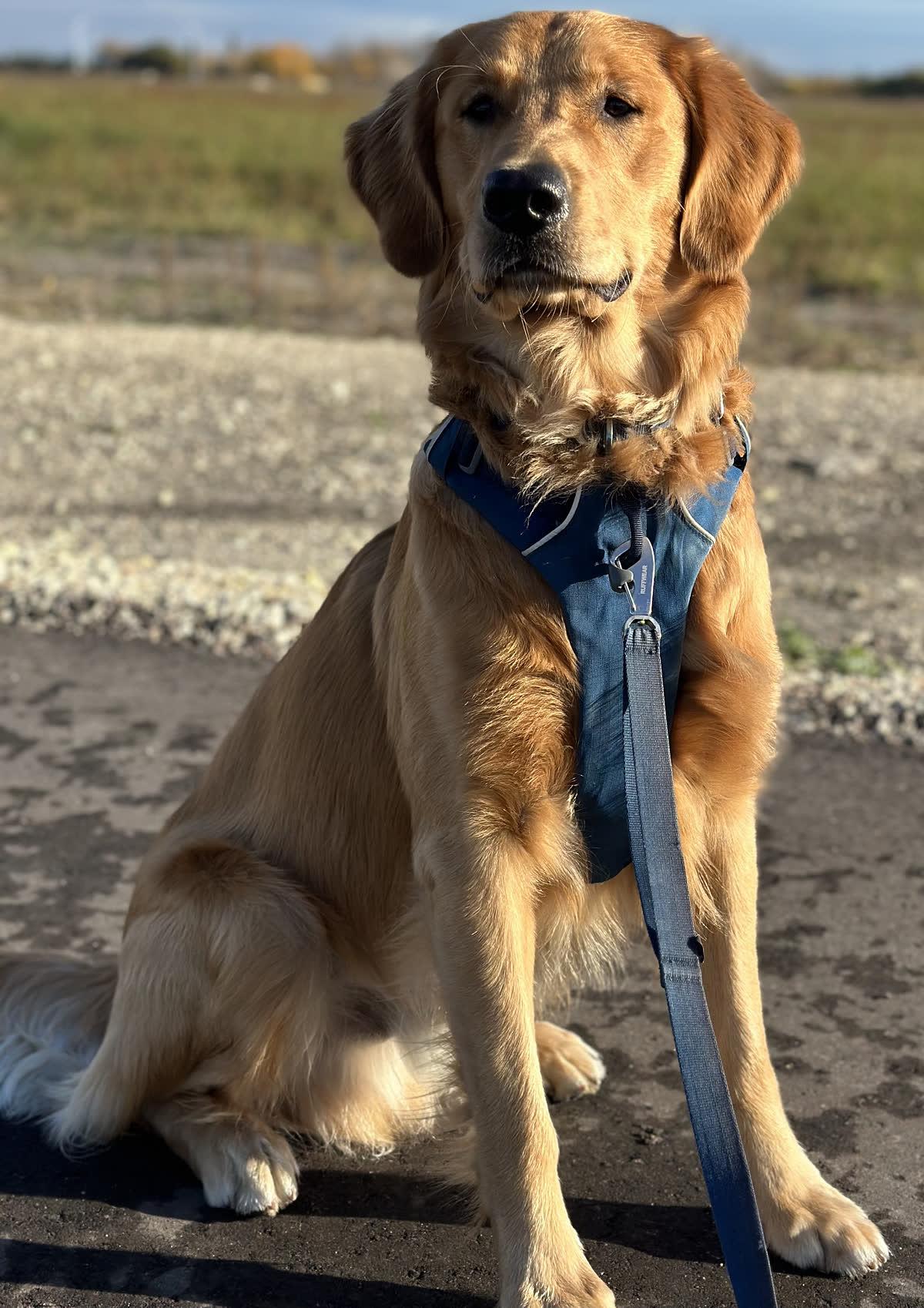 Bo, a Golden Age Kennel adopted star