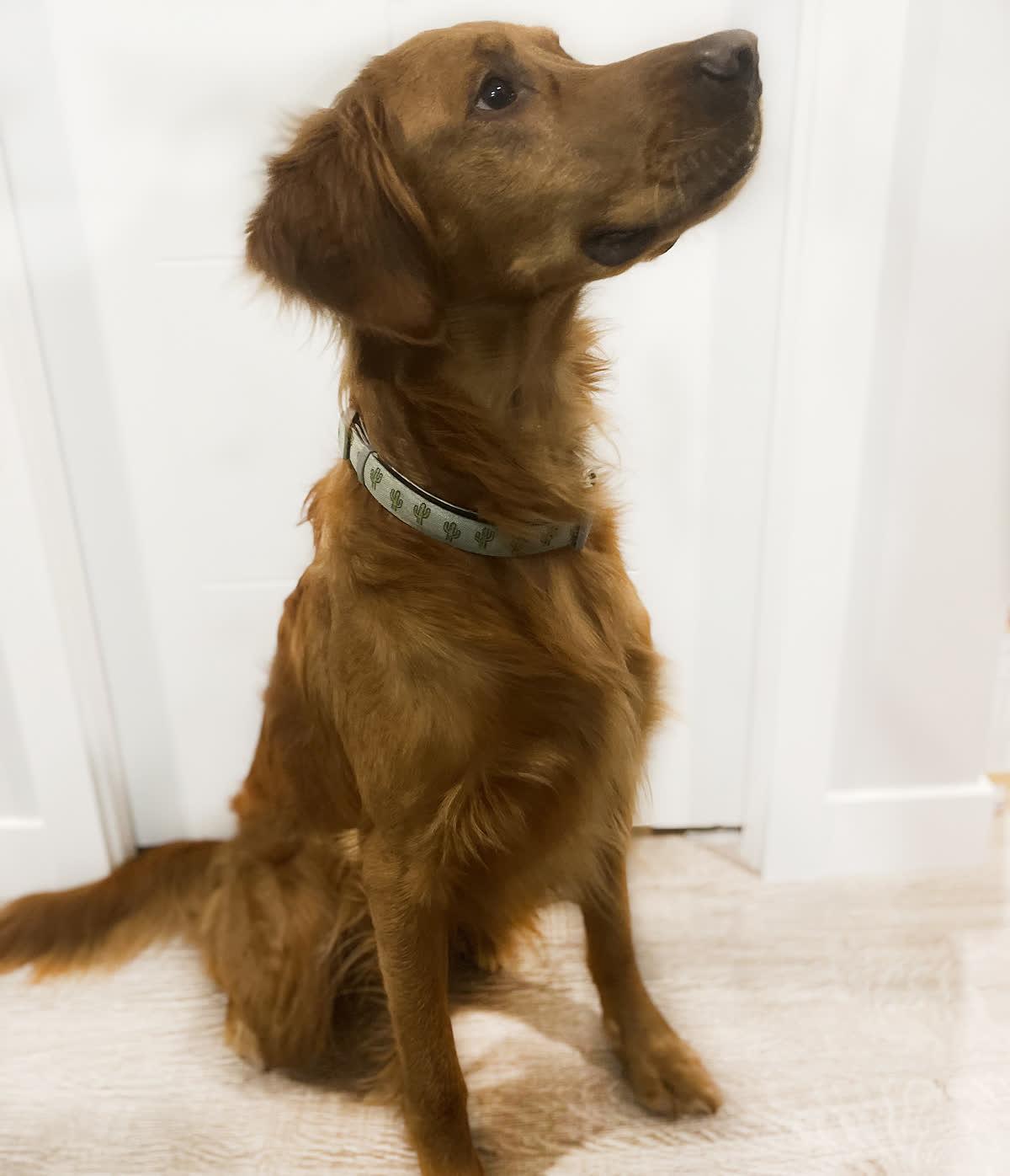 Finn, a Golden Age Kennel adopted star