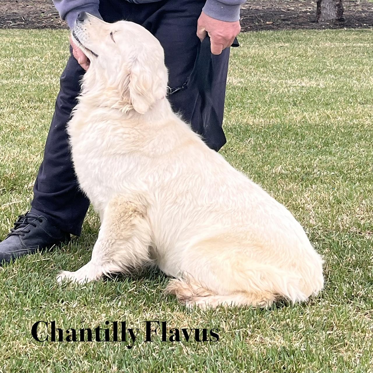 Chantilly Flavus, cream Golden Retriever sitting on grass.