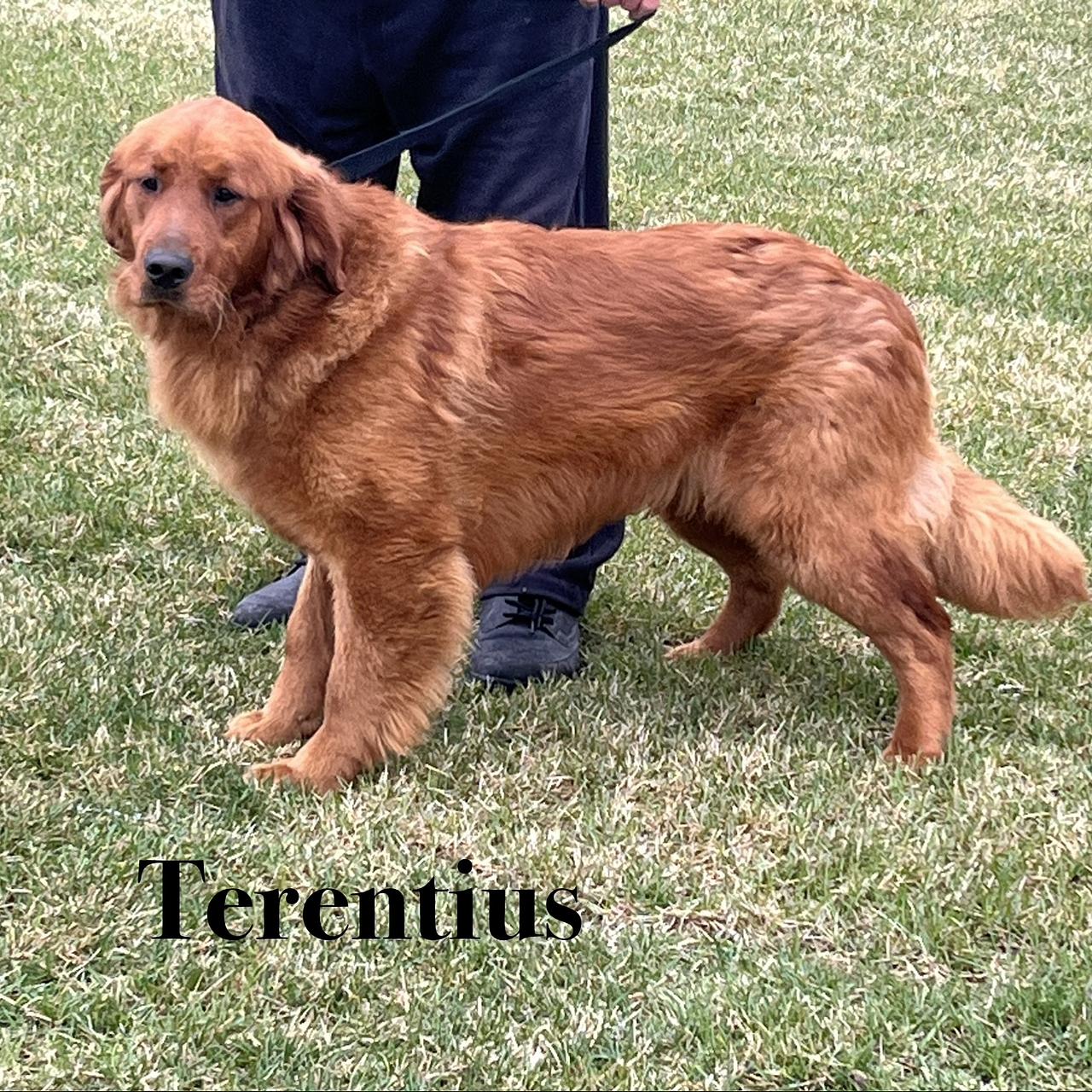 Terentius, dark golden Golden Retriever standing on grass.