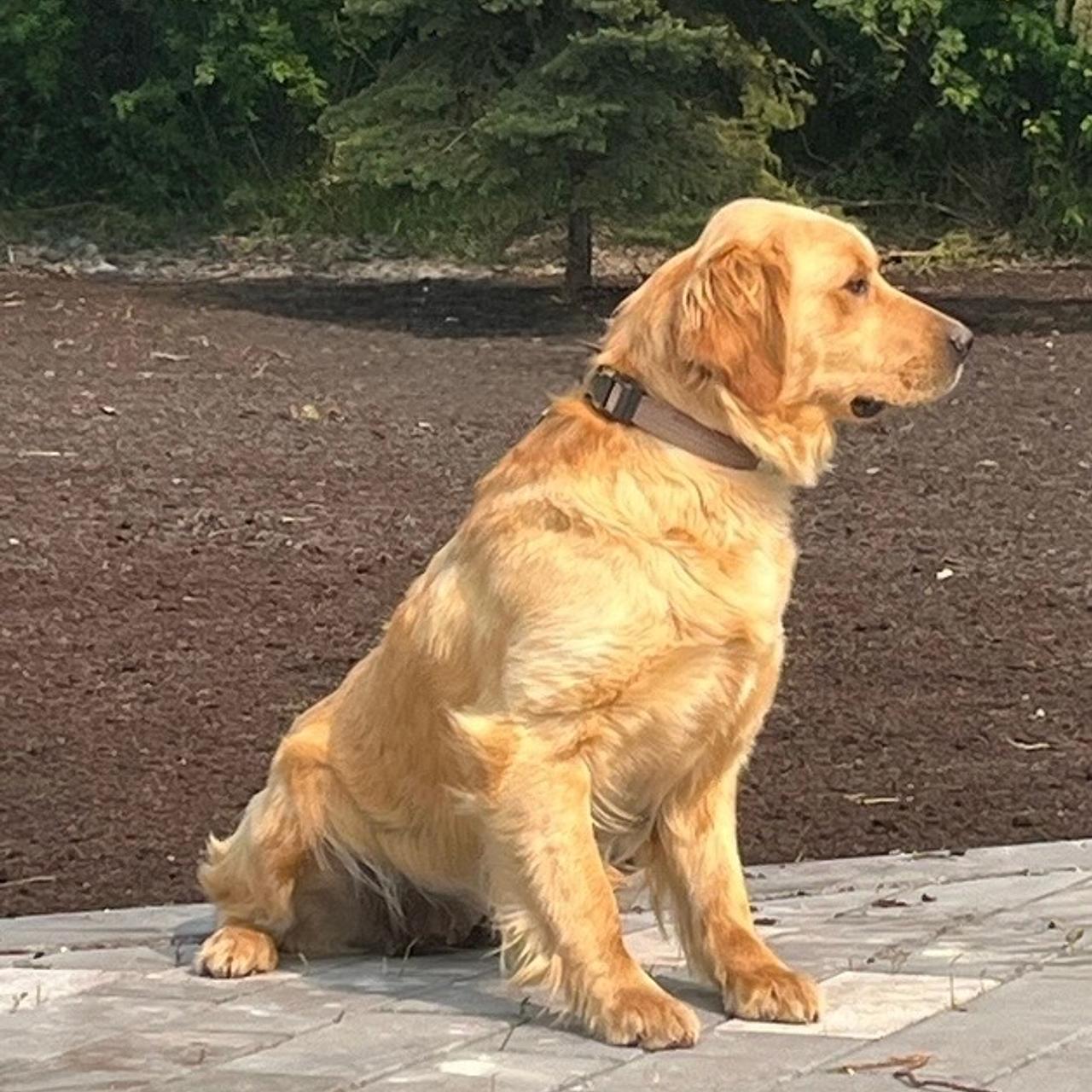 Mona, a Golden Retriever sitting outdoors.