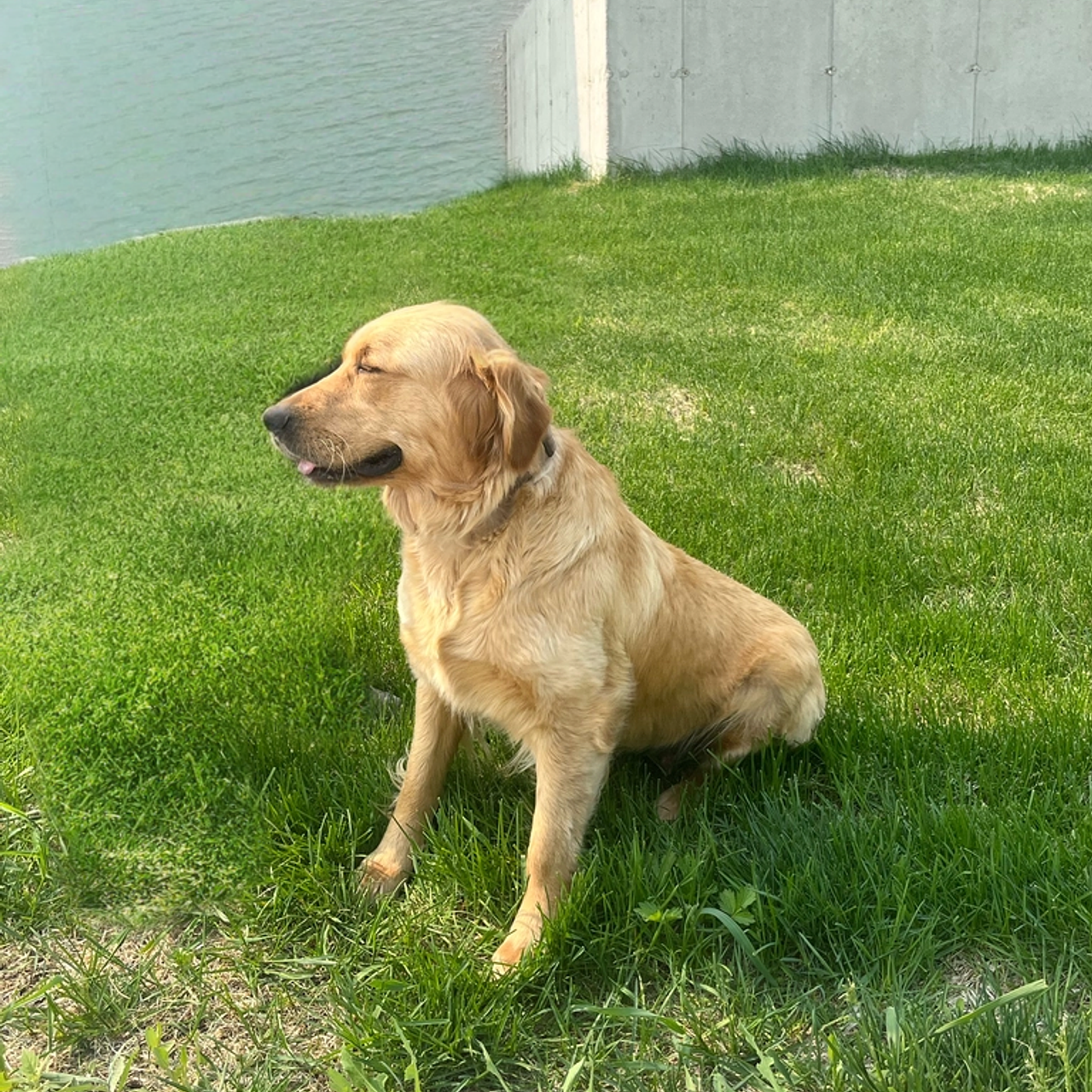 Suzi, a Golden Retriever sitting on grass.
