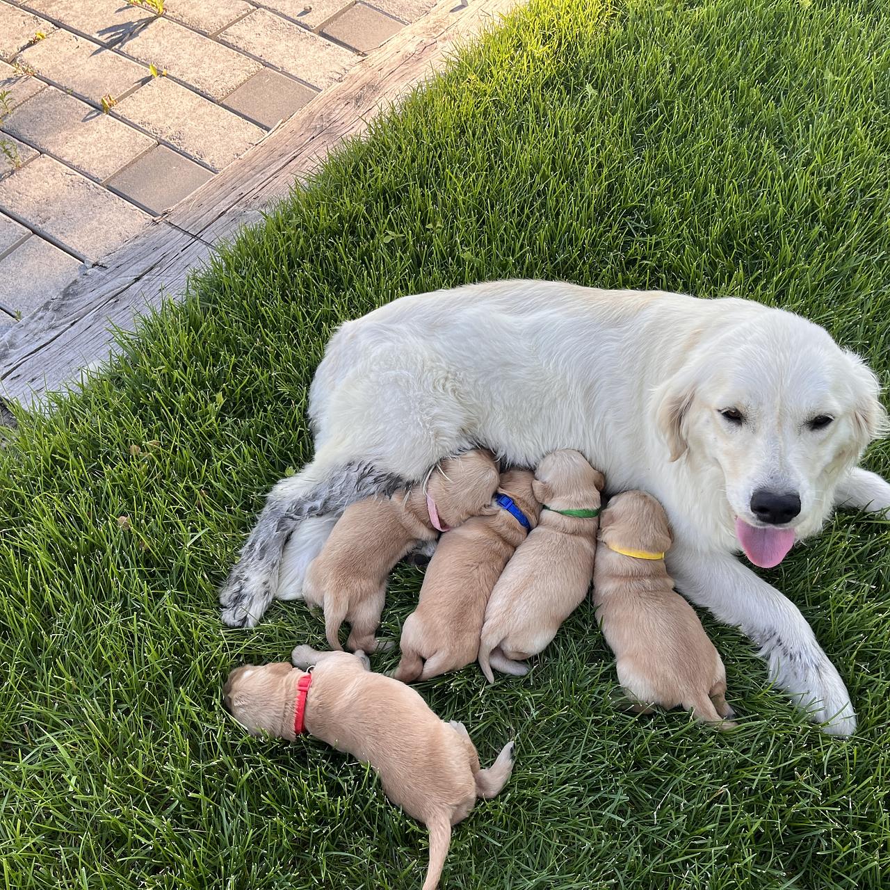 Golden Retriever mother lying on grass with her puppies nursing.