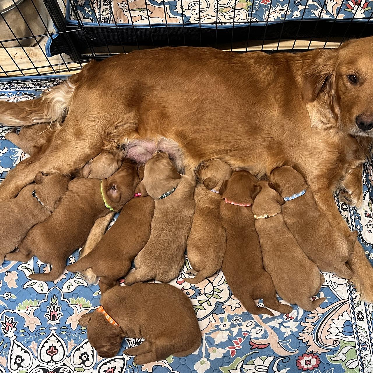 Golden Retriever mother nursing her litter of puppies indoors.