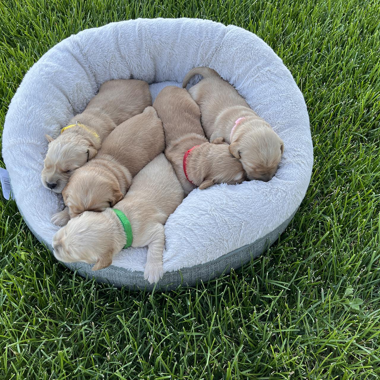 Golden Retriever puppies resting together in round bed on grass.