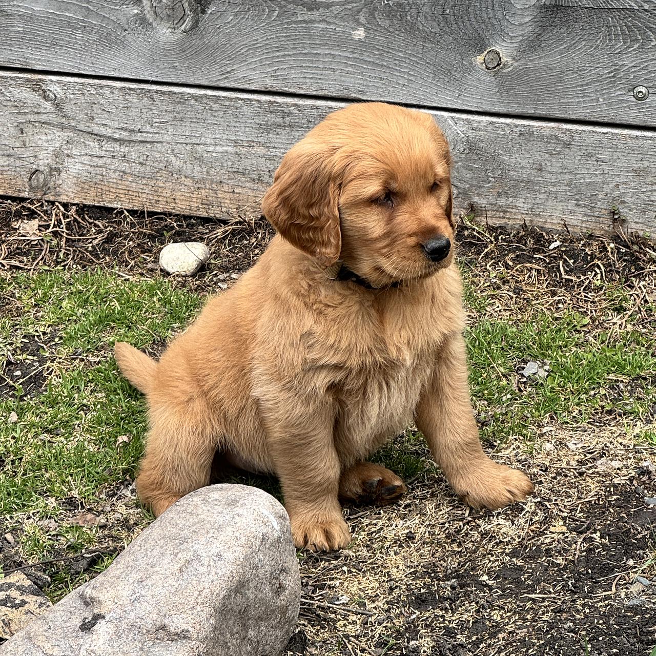 Young golden-colored Golden Retriever puppy sitting outdoors beside rock.