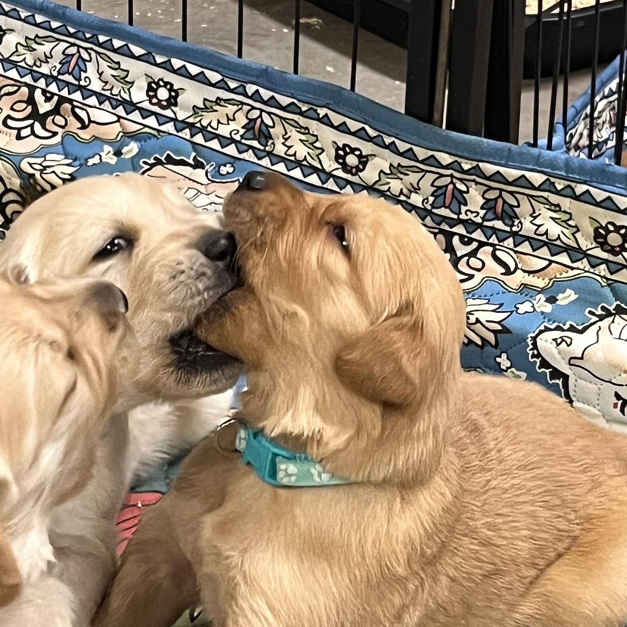 Young Golden Retriever puppy greeting adult Golden Retriever indoors.