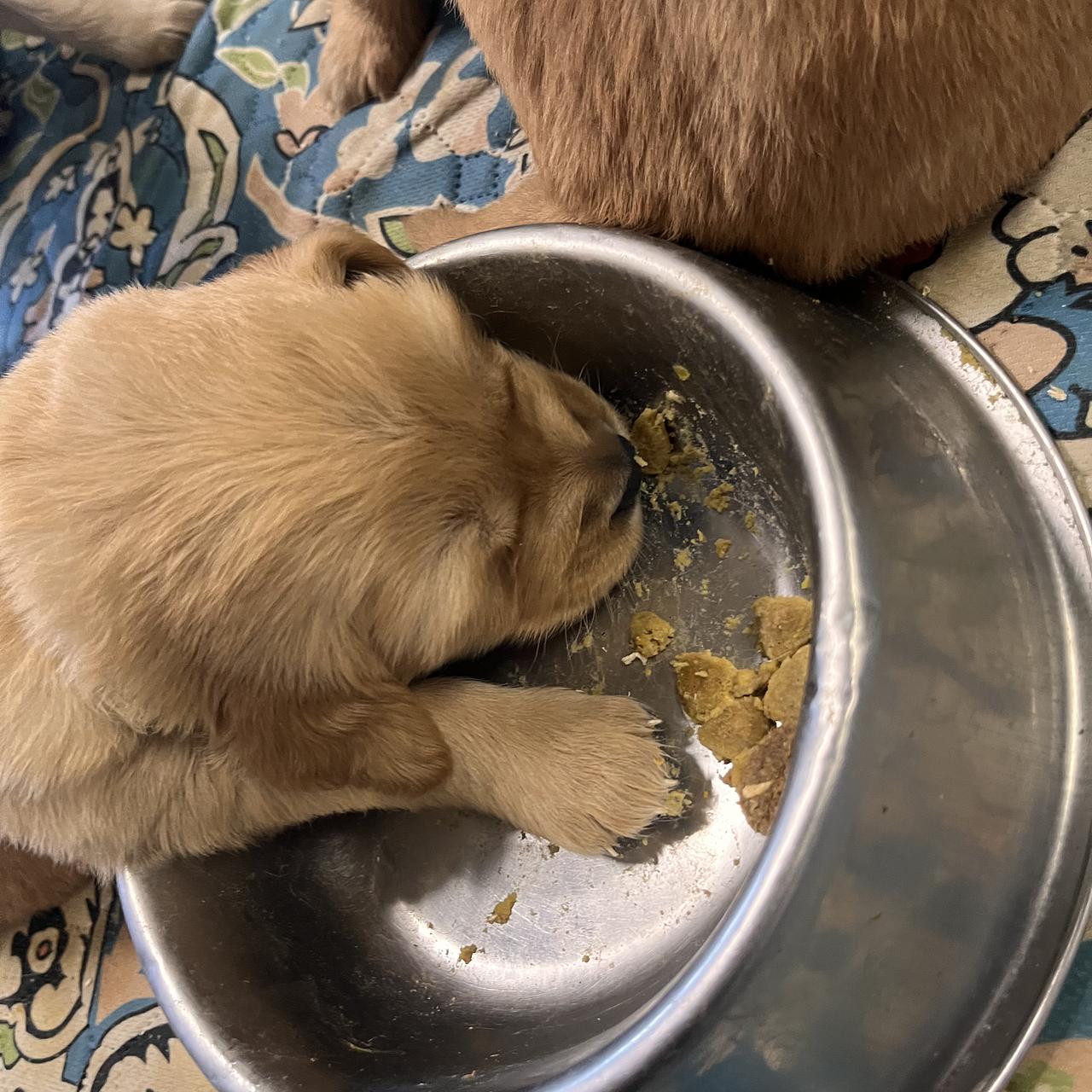 Young Golden Retriever puppy beside stainless-steel bowl.