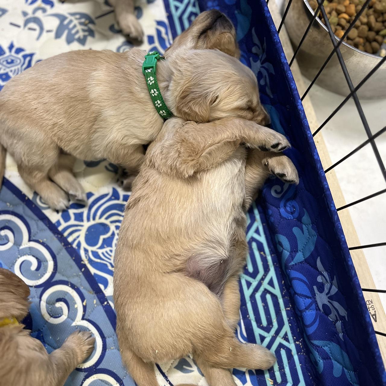 Two young Golden Retriever puppies resting together indoors.