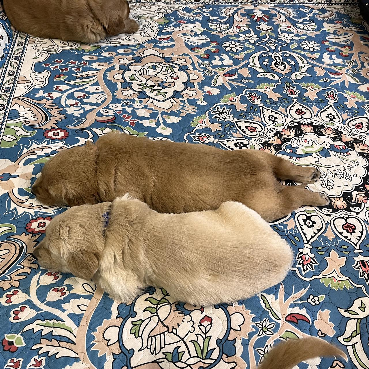 Young Golden Retriever puppies sleeping together on patterned rug.
